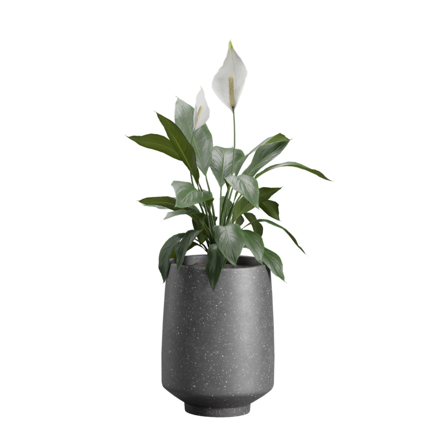 Indoor Plants Pack 44 3D model_5
