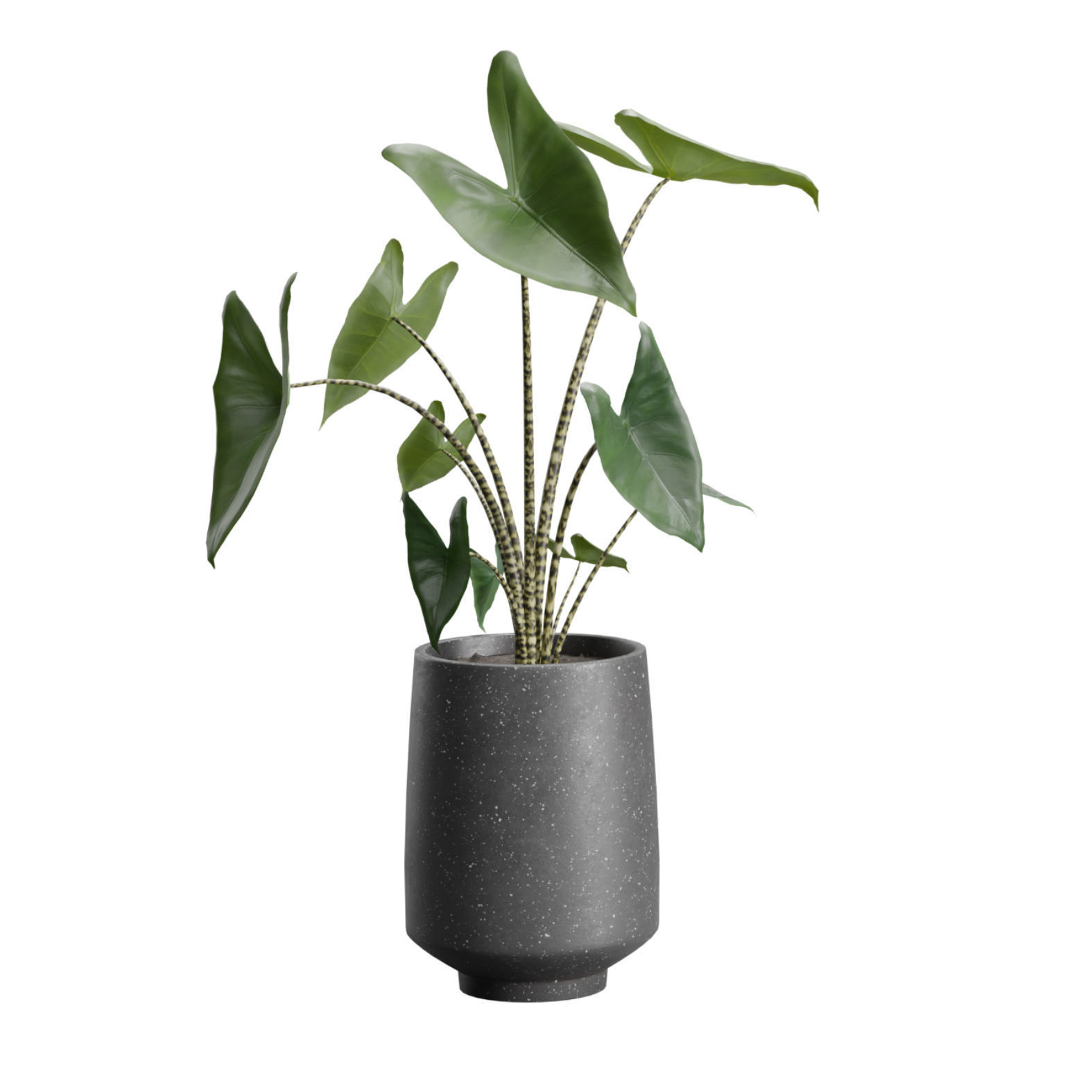 Indoor Plants Pack 44 3D model_4