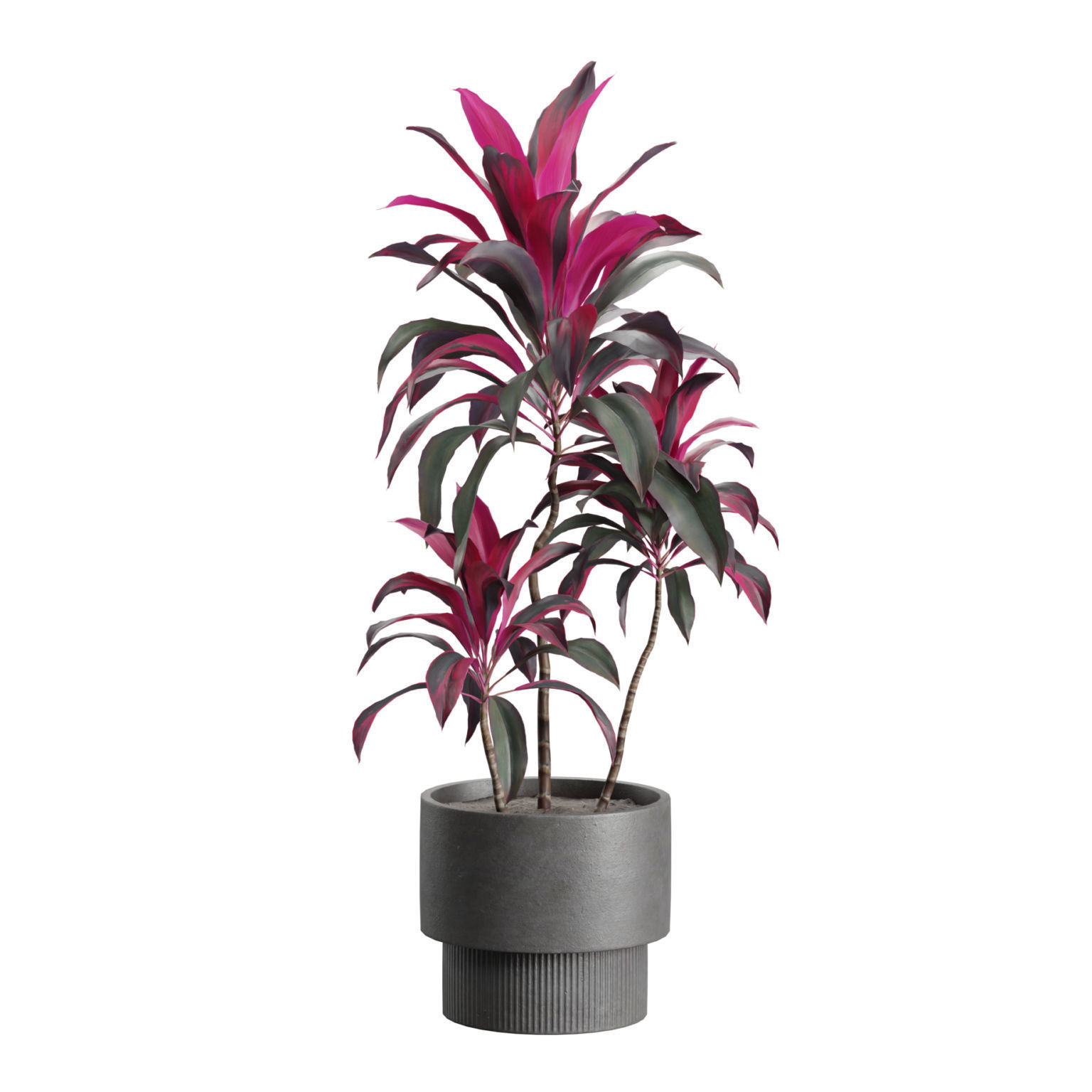 Indoor Plants Pack 44 3D model_6