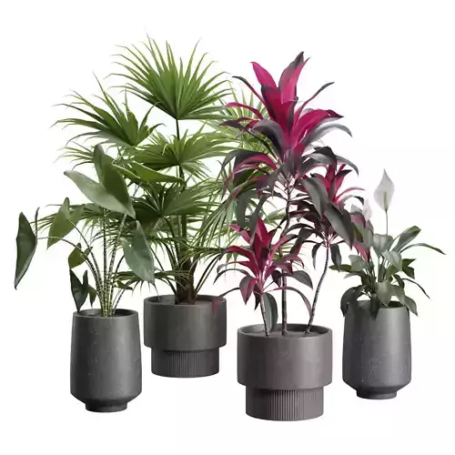 Indoor Plants Pack 44 3D model