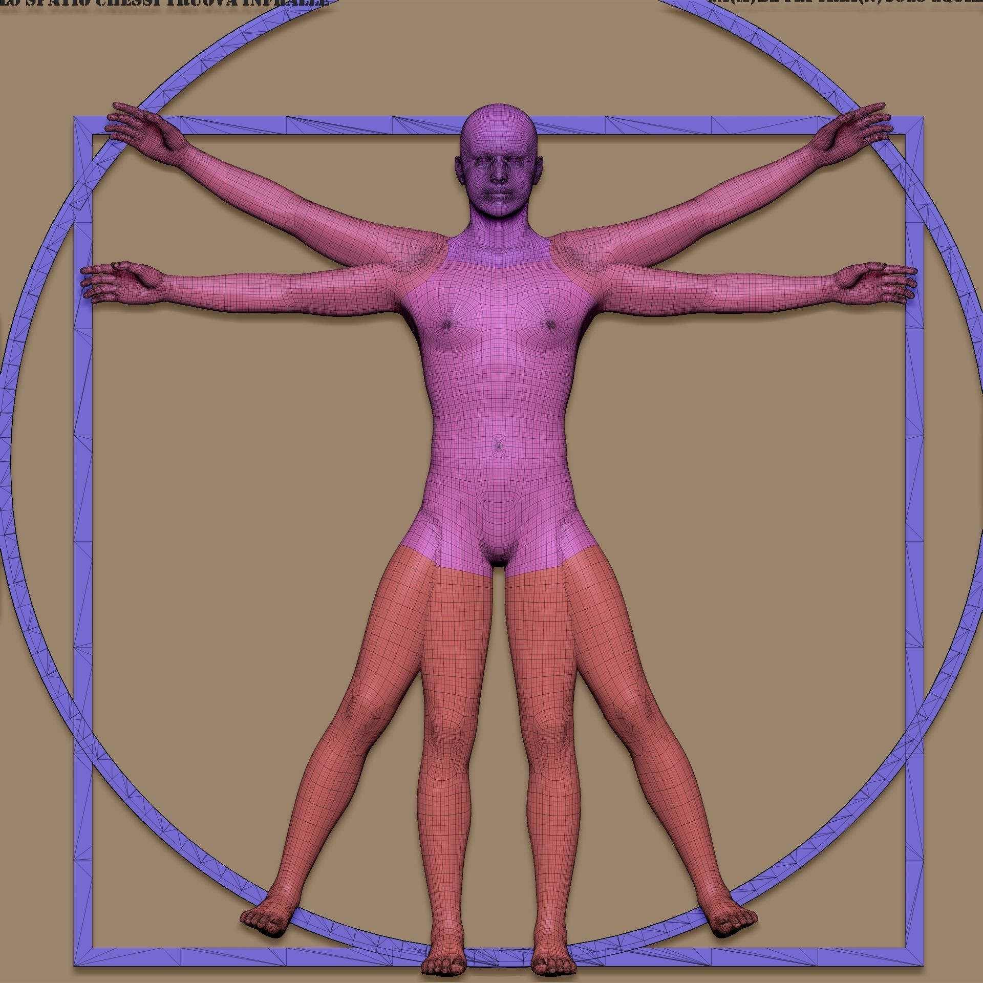 leonardo da vinci vitruvian man 3D model_6