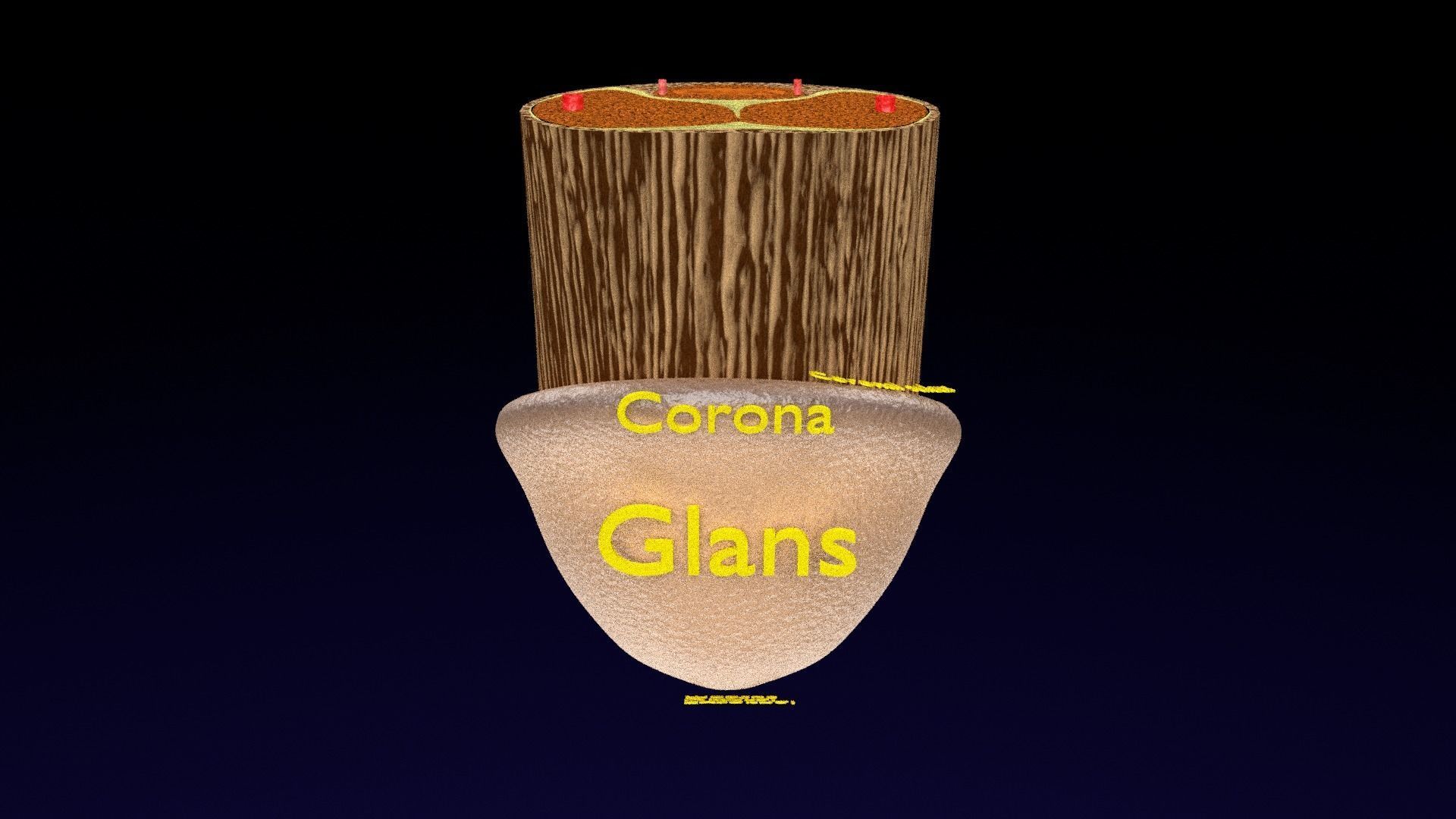 Penis complete anatomy histology layers cut section 3D model_10