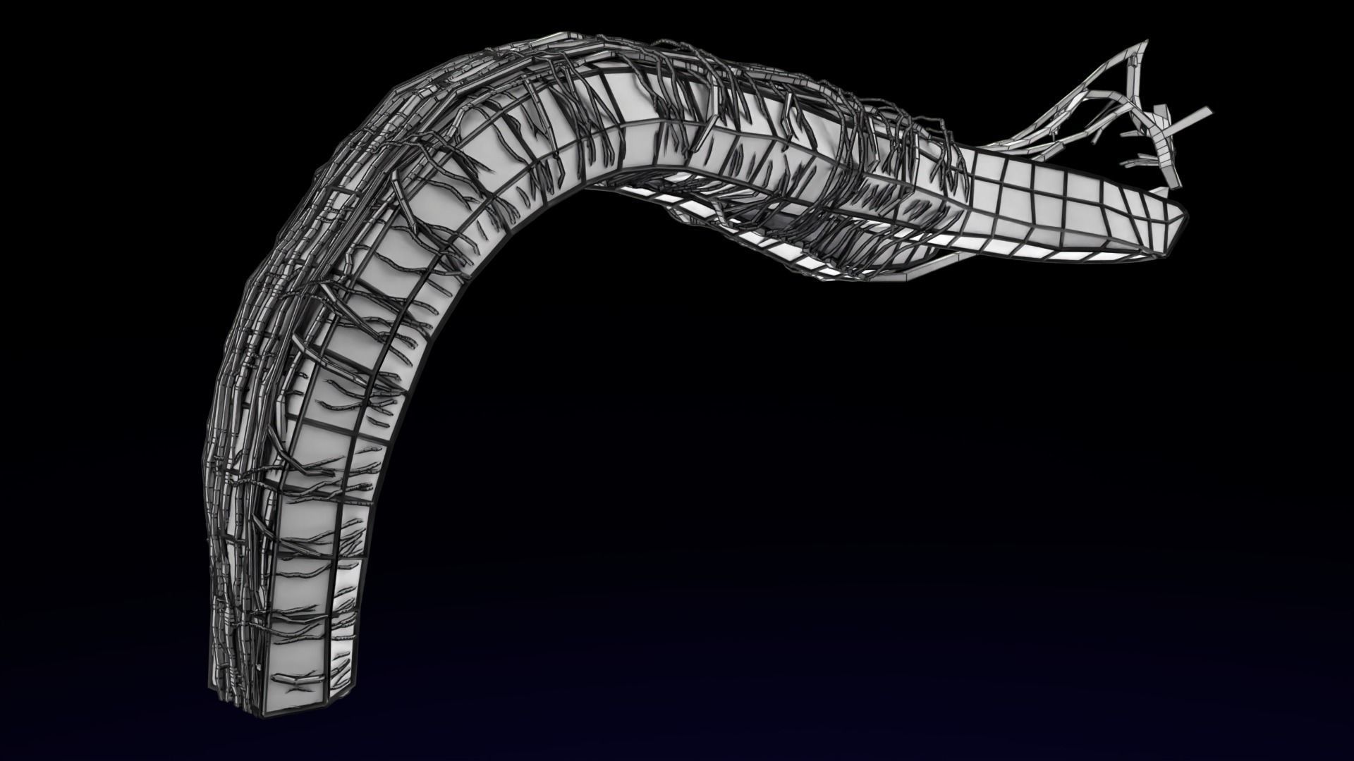 Penis complete anatomy histology layers cut section 3D model_43