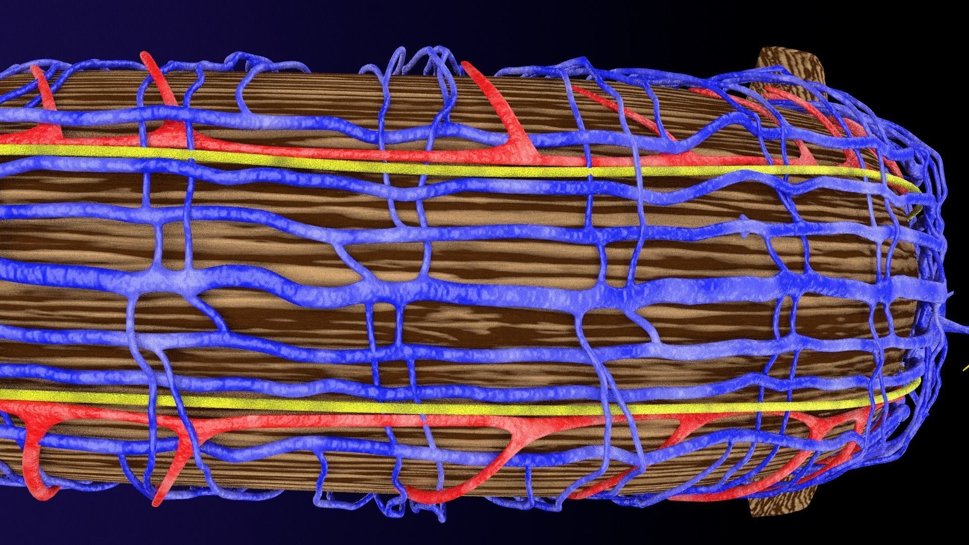 Penis complete anatomy histology layers cut section 3D model_20