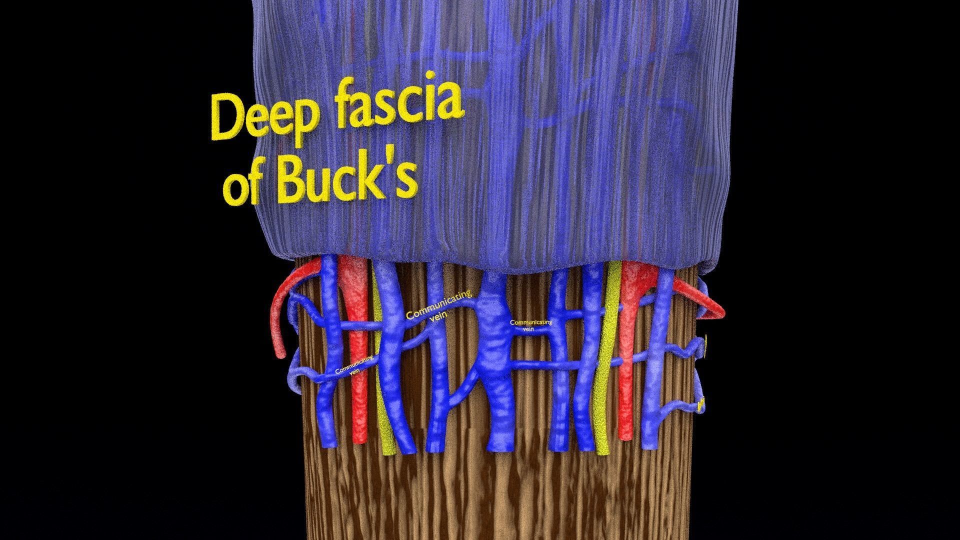 Penis complete anatomy histology layers cut section 3D model_23