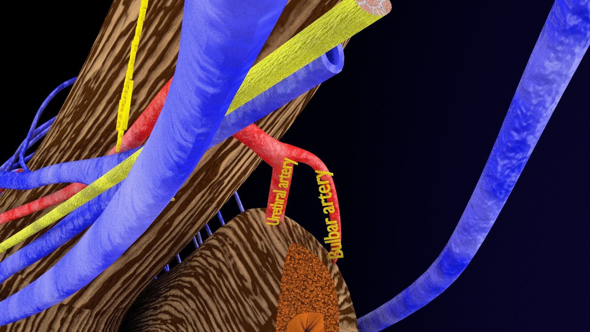 Penis complete anatomy histology layers cut section 3D model_35