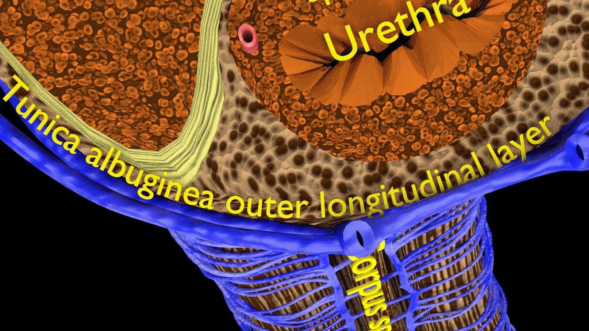 Penis complete anatomy histology layers cut section 3D model_7