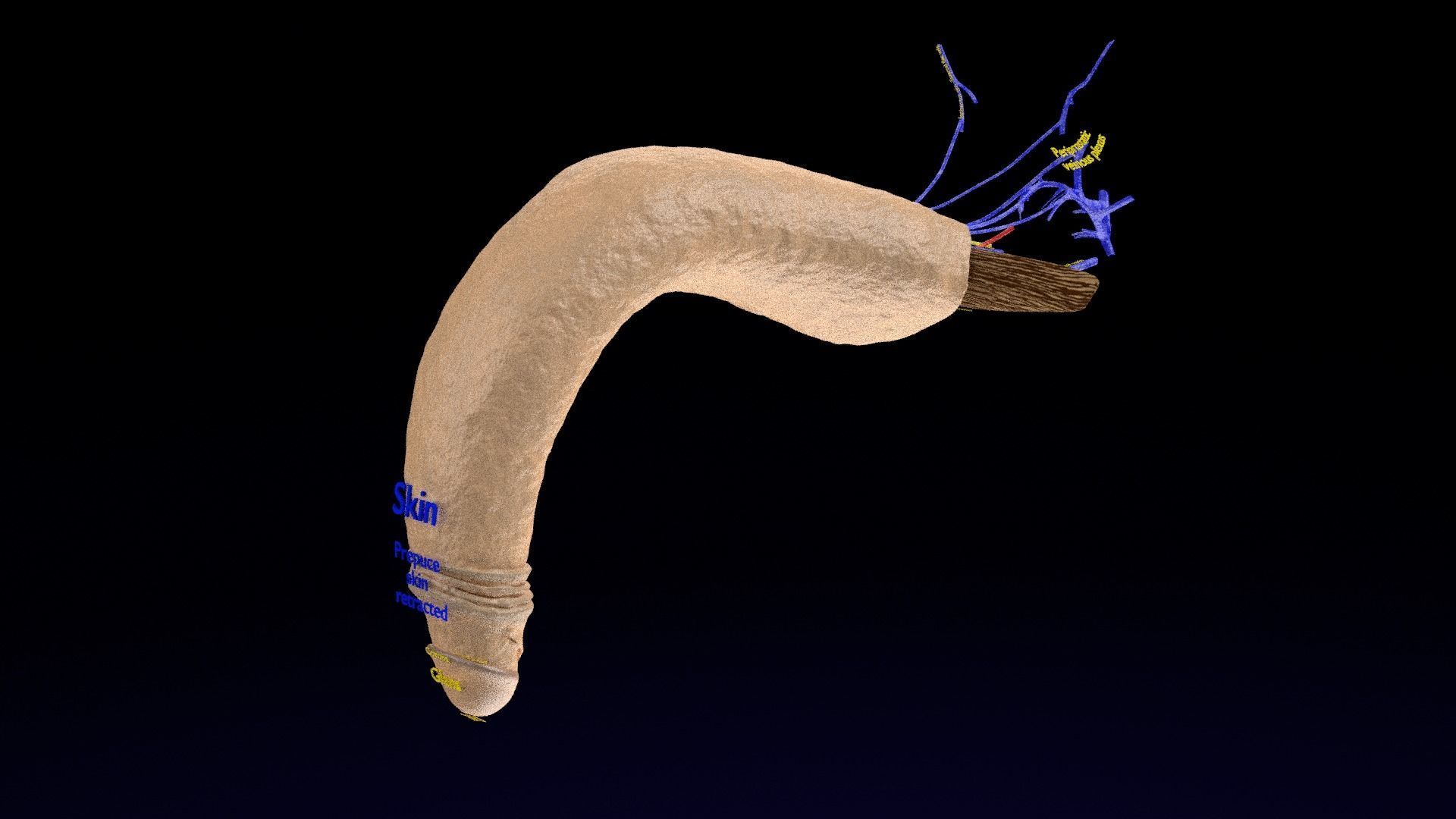 Penis complete anatomy histology layers cut section 3D model_17