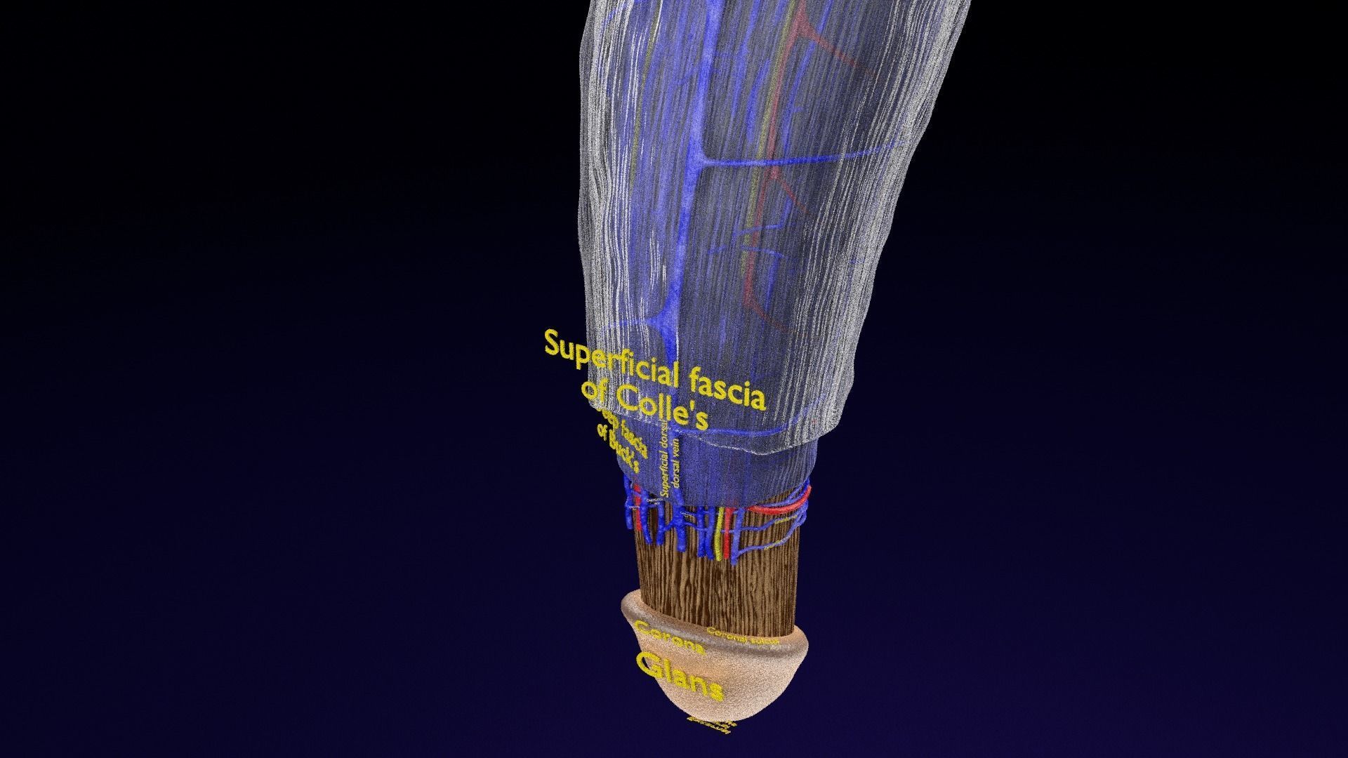 Penis complete anatomy histology layers cut section 3D model_29