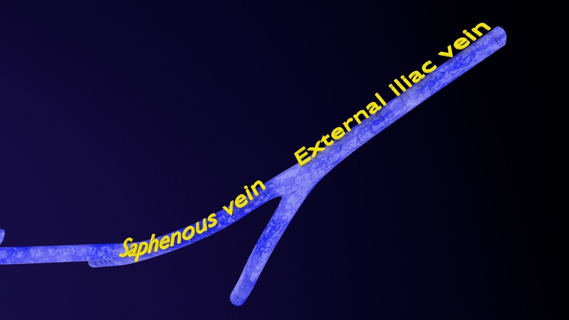 Penis complete anatomy histology layers cut section 3D model_11