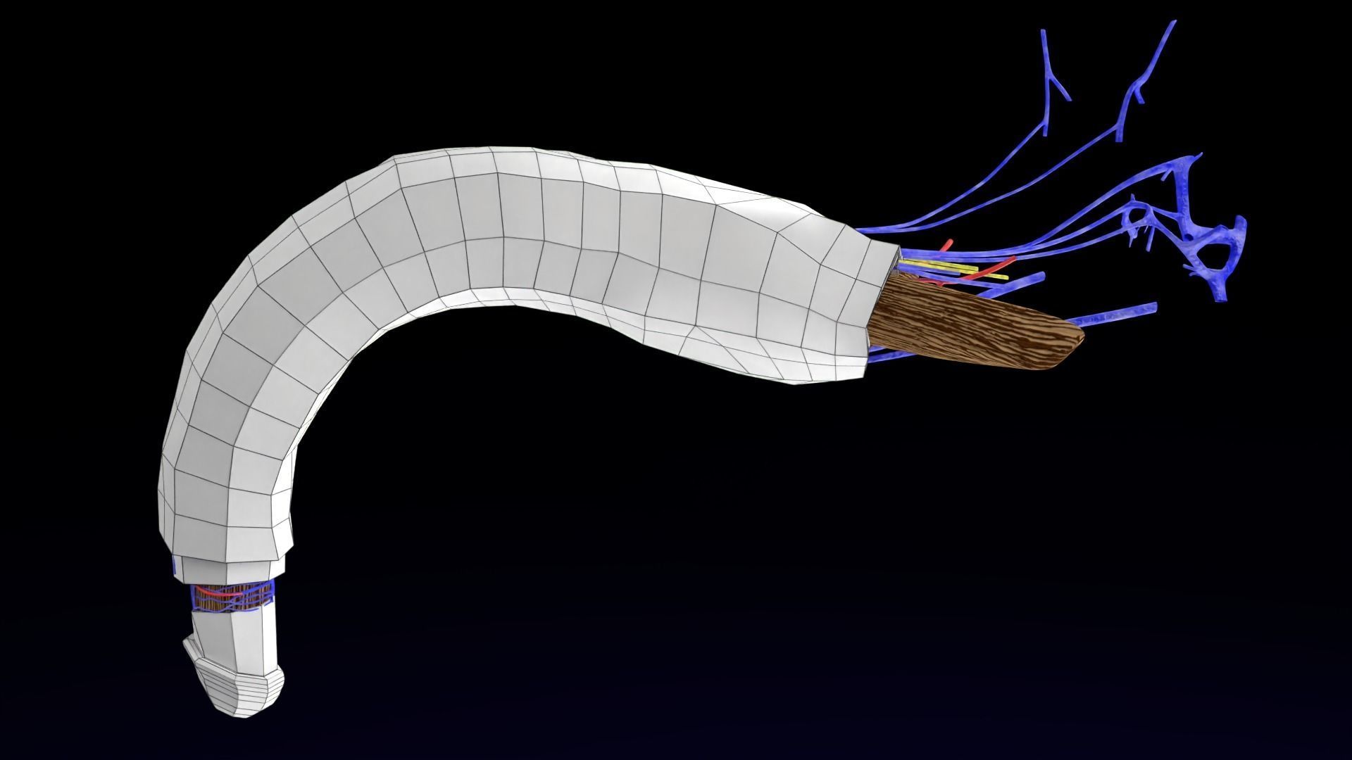 Penis complete anatomy histology layers cut section 3D model_48