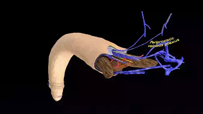 Penis complete anatomy histology layers cut section 3D model