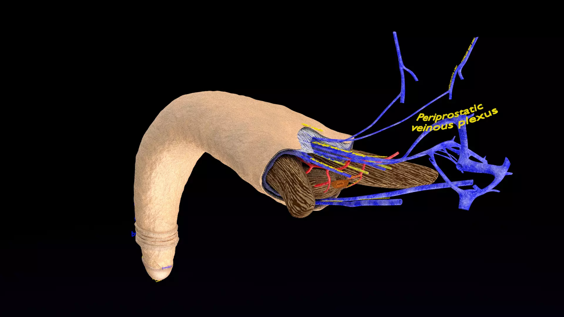 Penis complete anatomy histology layers cut section 3D model_0