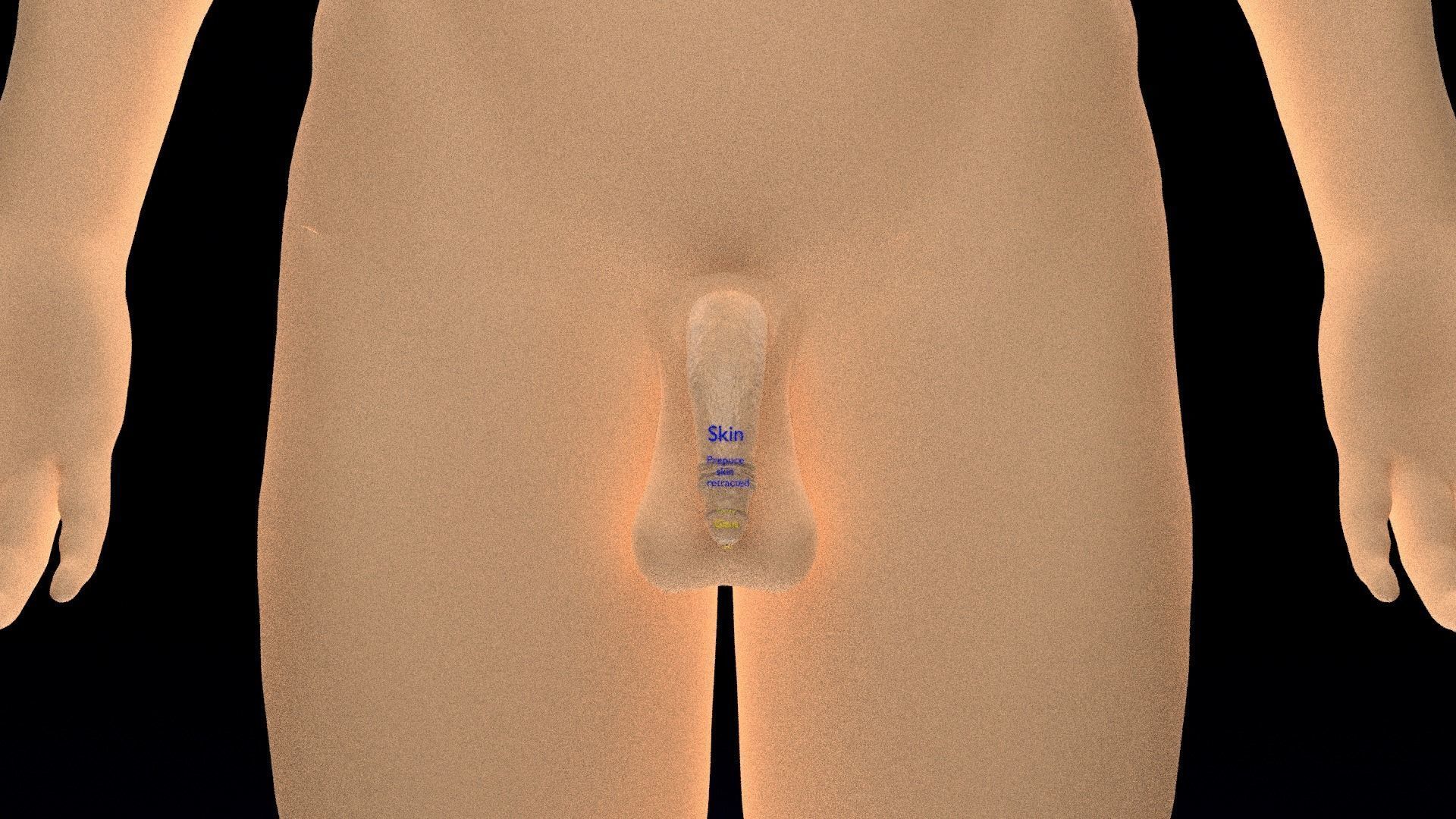 Penis complete anatomy histology layers cut section 3D model_3