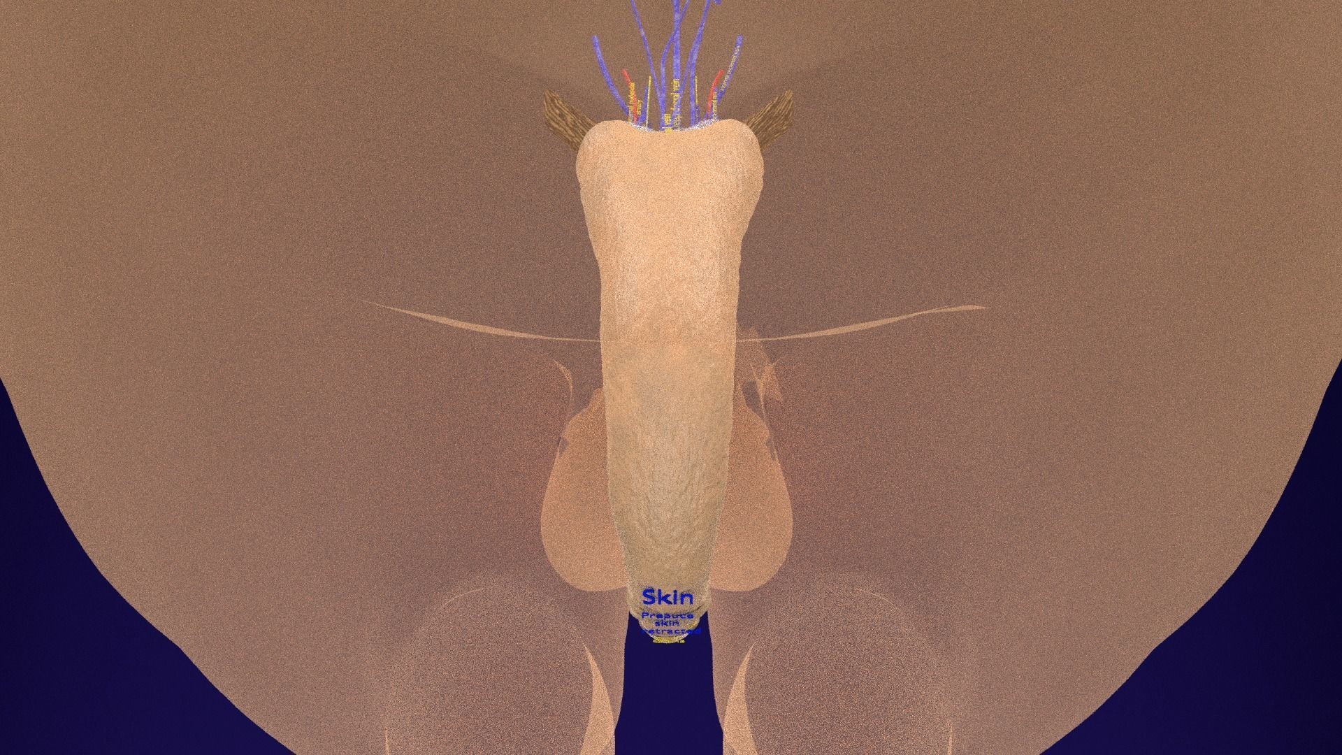 Penis complete anatomy histology layers cut section 3D model_34