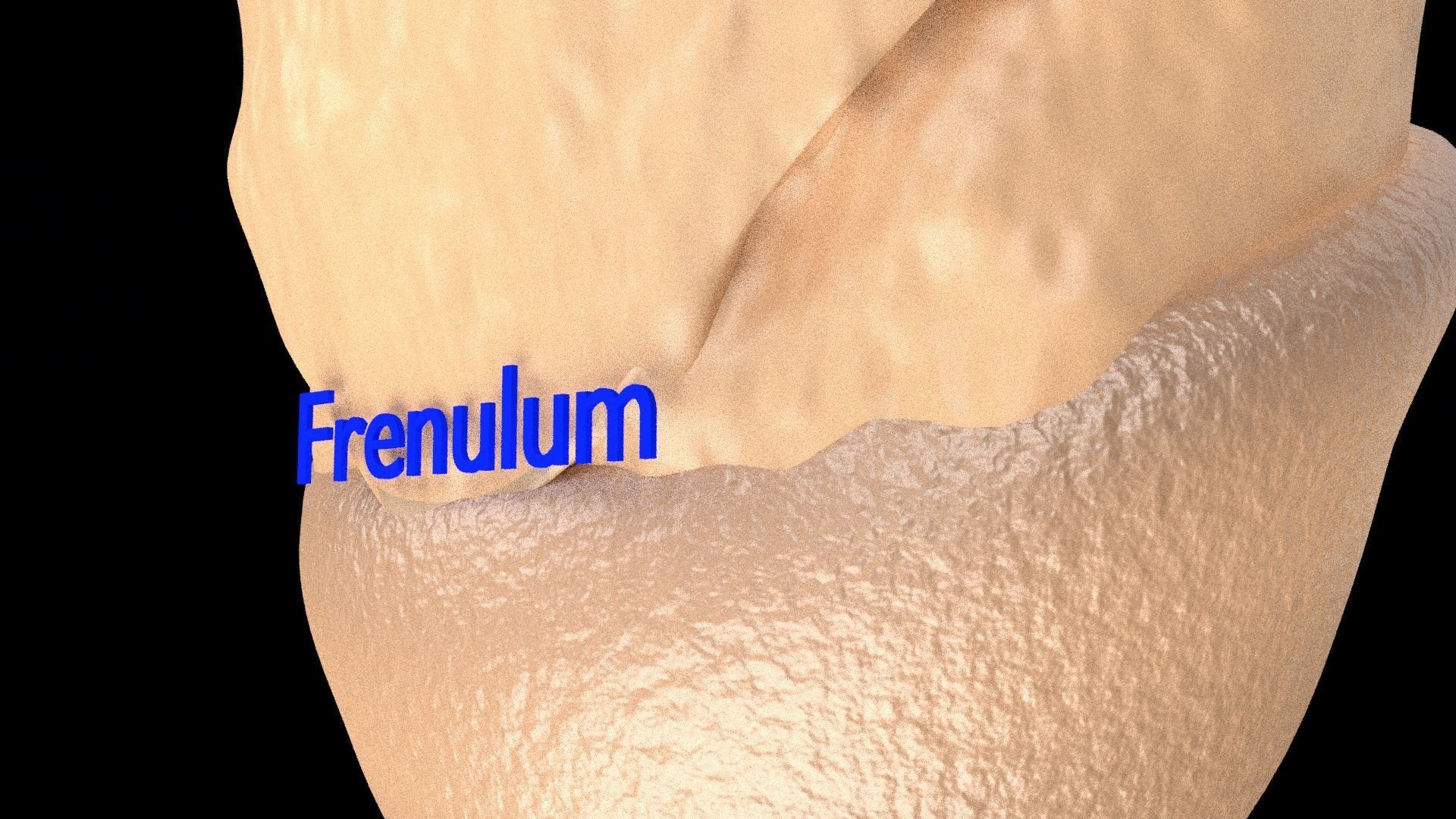 Penis complete anatomy histology layers cut section 3D model_33