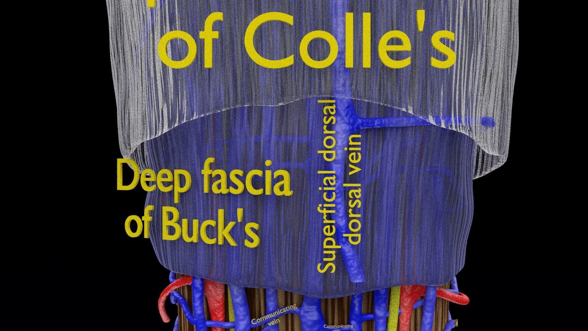 Penis complete anatomy histology layers cut section 3D model_31