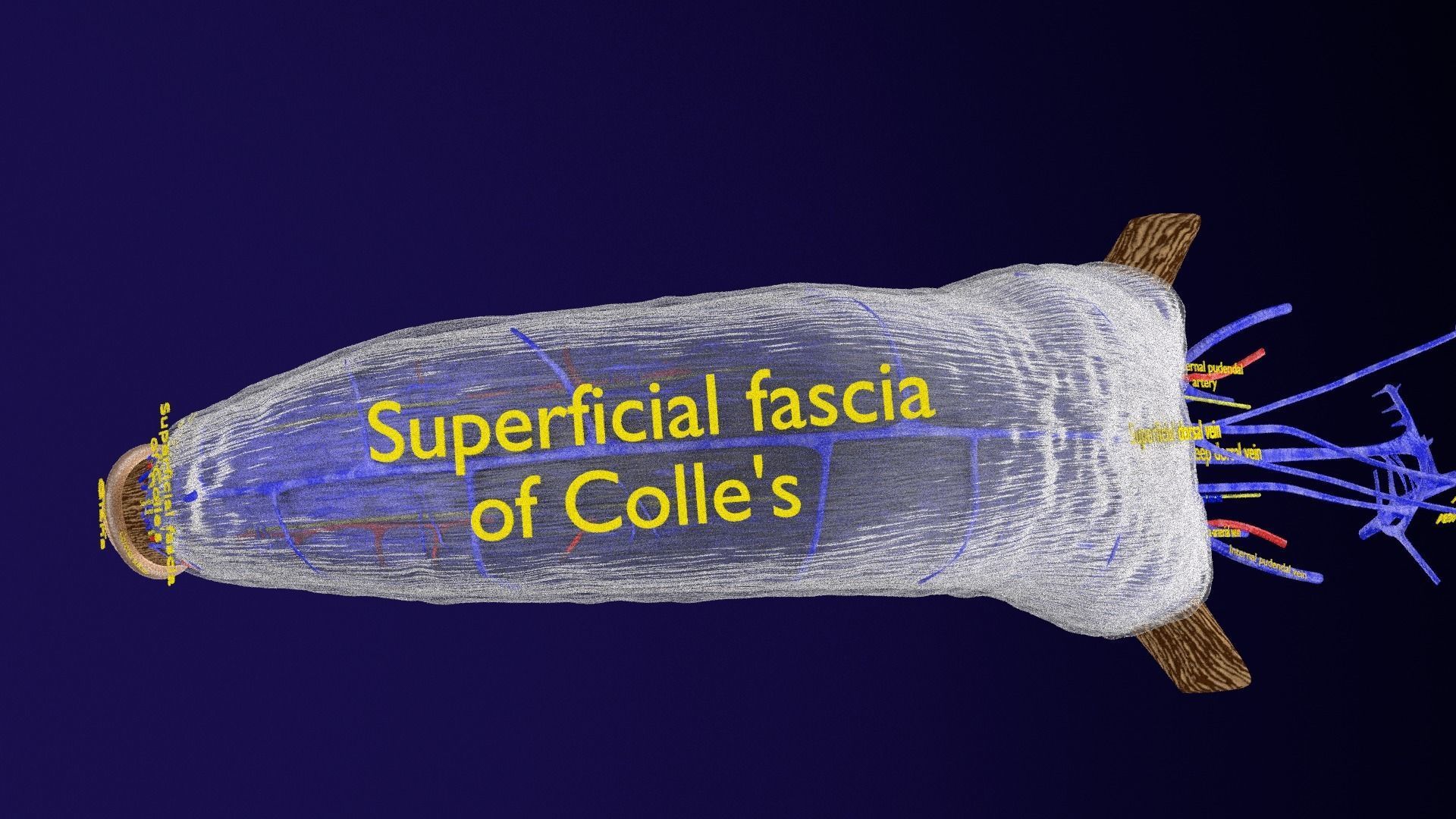 Penis complete anatomy histology layers cut section 3D model_42