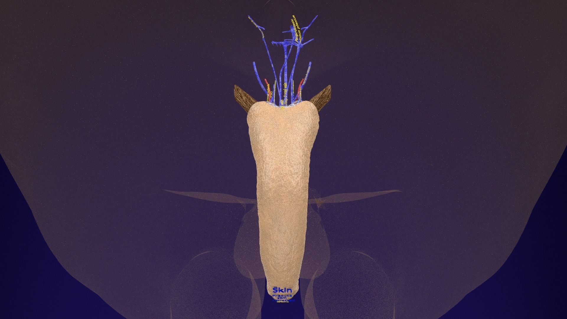 Penis complete anatomy histology layers cut section 3D model_25