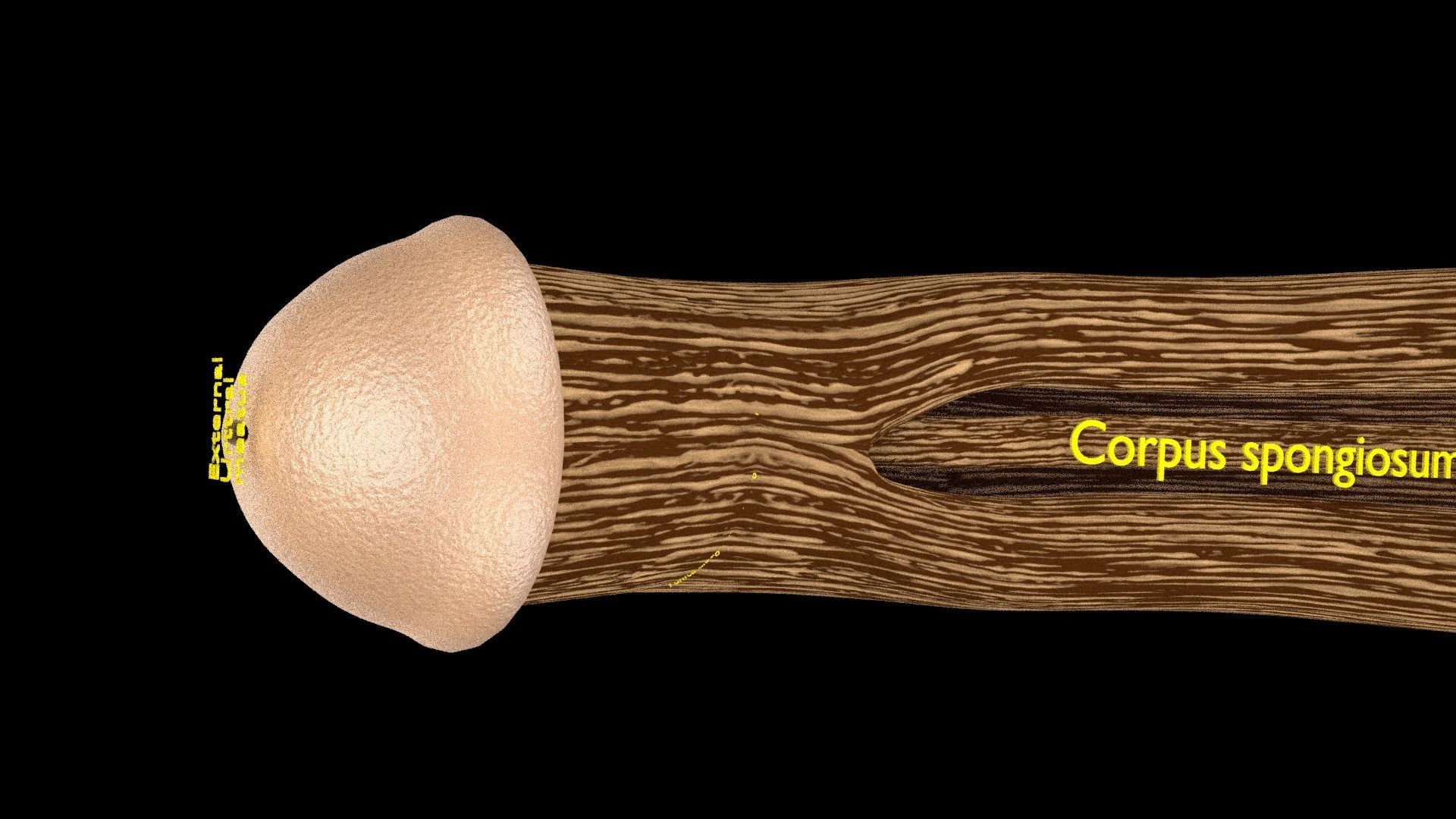 Penis complete anatomy histology layers cut section 3D model_9