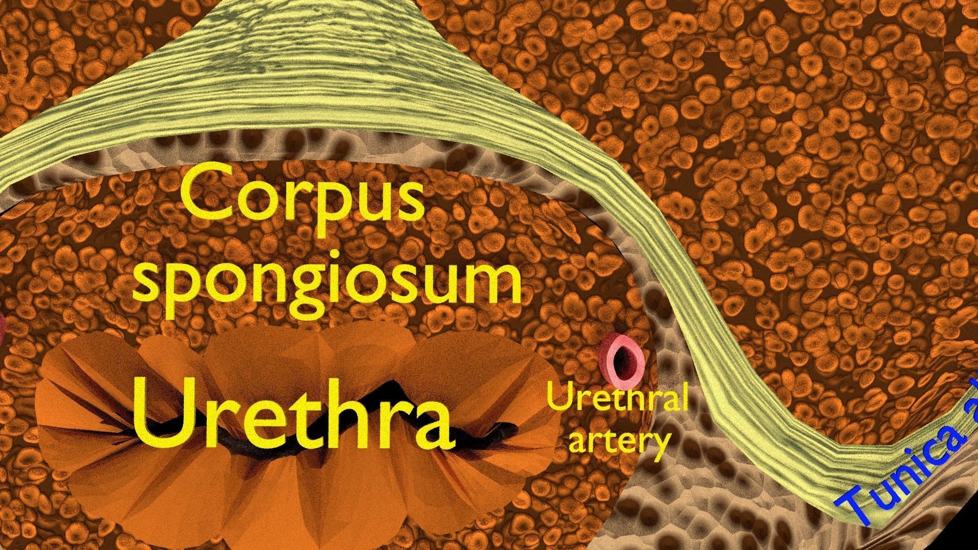 Penis complete anatomy histology layers cut section 3D model_28