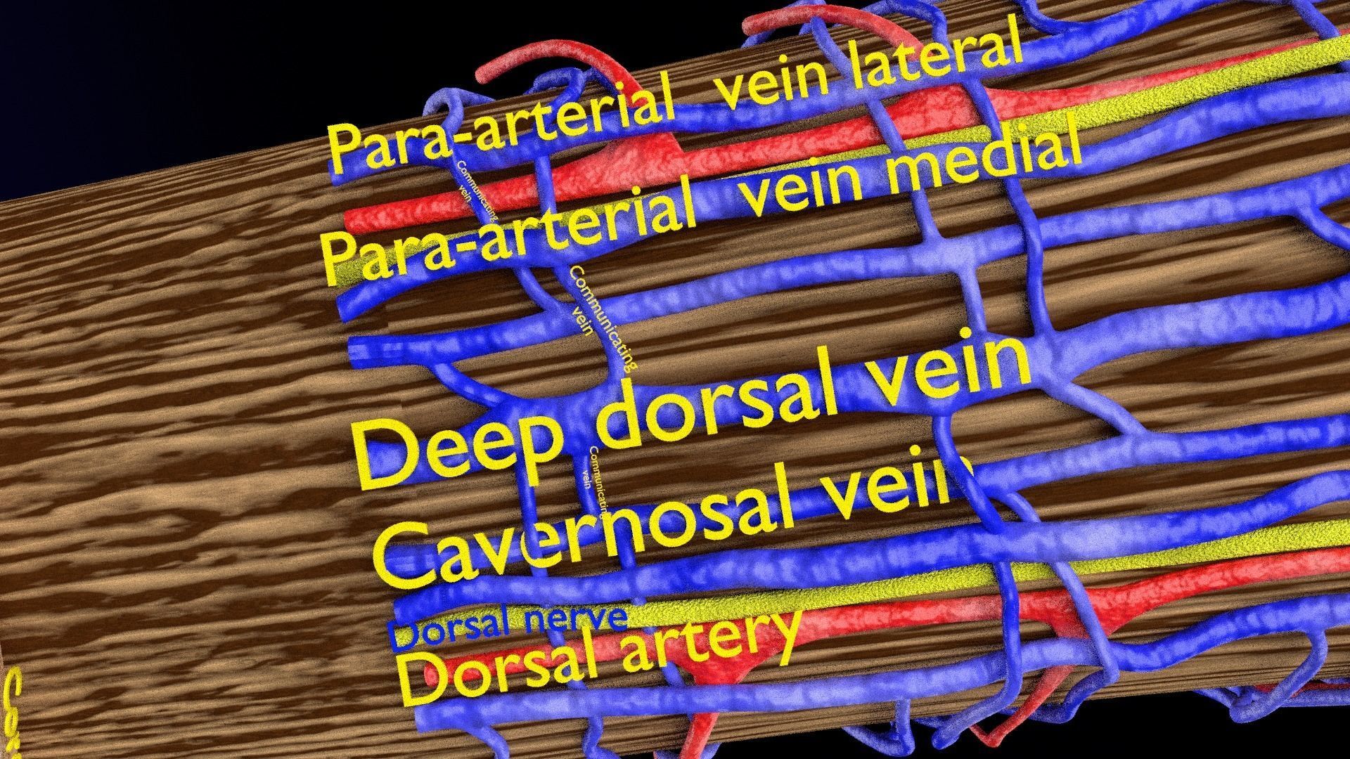 Penis complete anatomy histology layers cut section 3D model_26