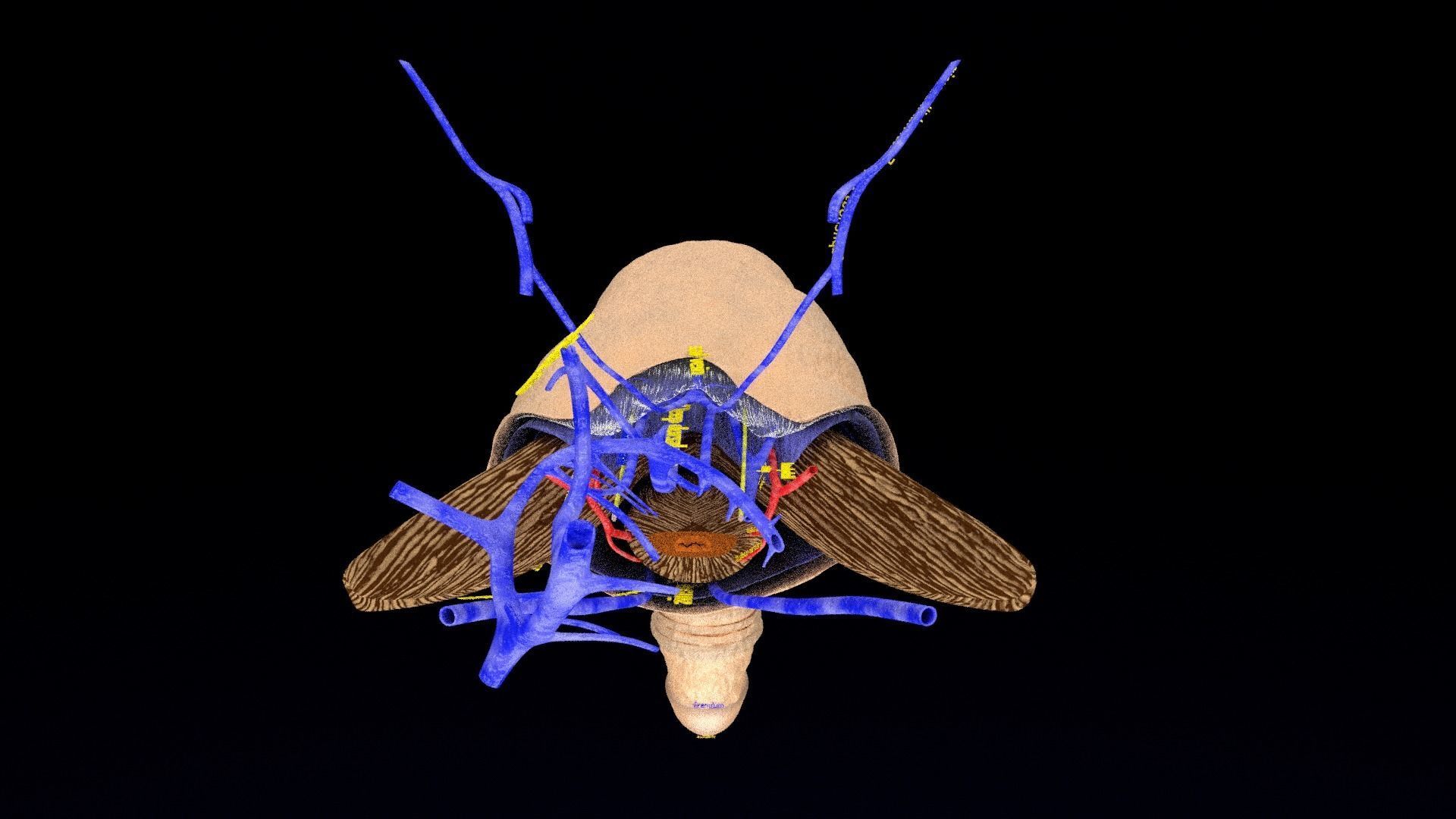 Penis complete anatomy histology layers cut section 3D model_15