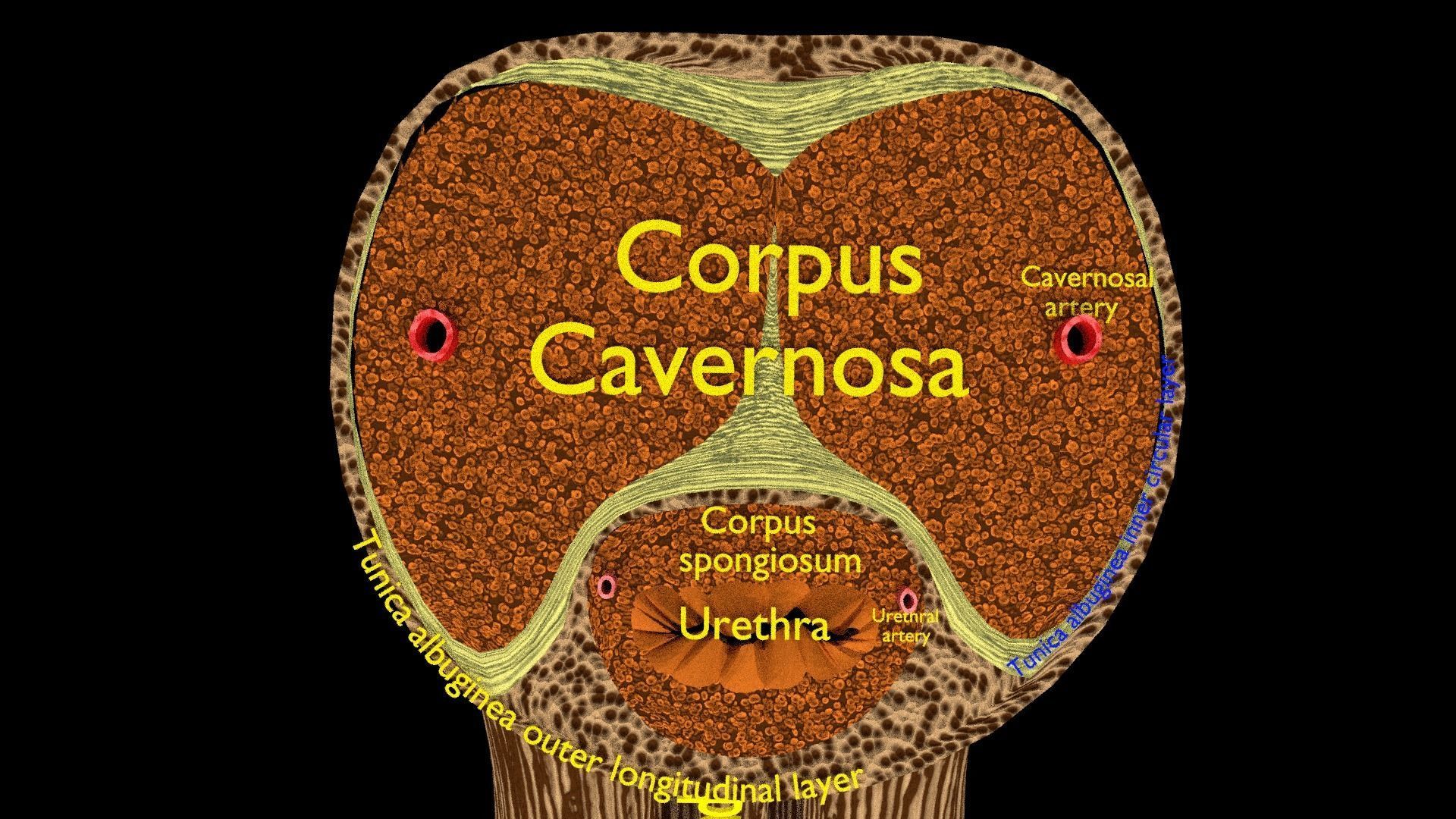 Penis complete anatomy histology layers cut section 3D model_19