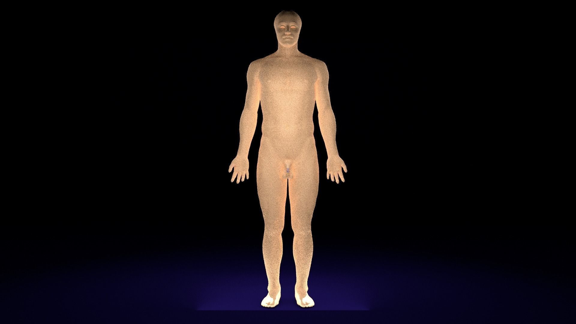 Penis complete anatomy histology layers cut section 3D model_5