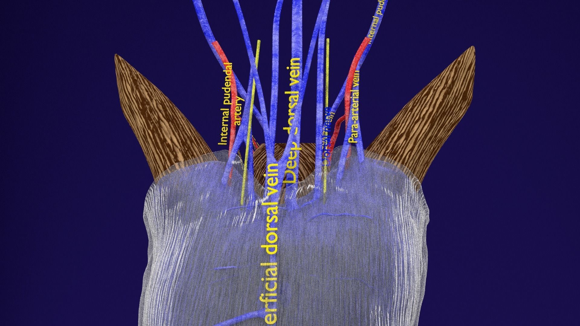 Penis complete anatomy histology layers cut section 3D model_27