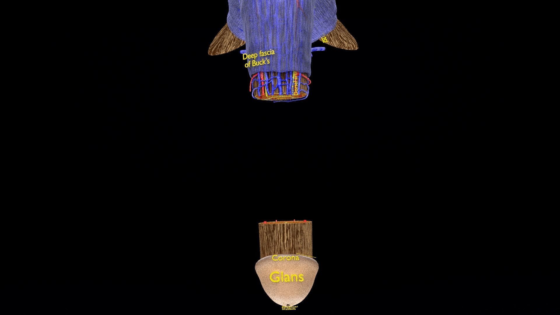 Penis complete anatomy histology layers cut section 3D model_4