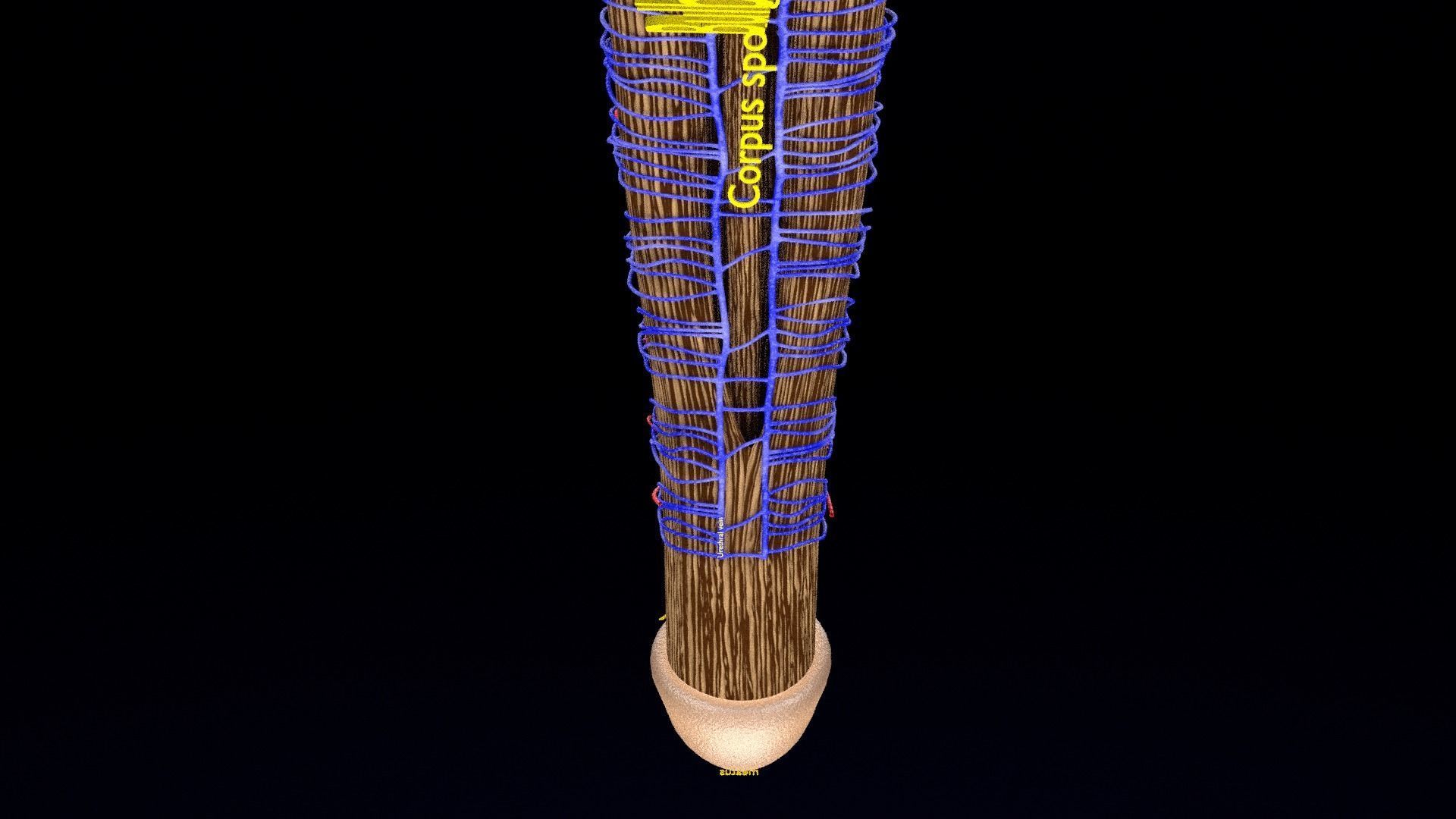Penis complete anatomy histology layers cut section 3D model_18