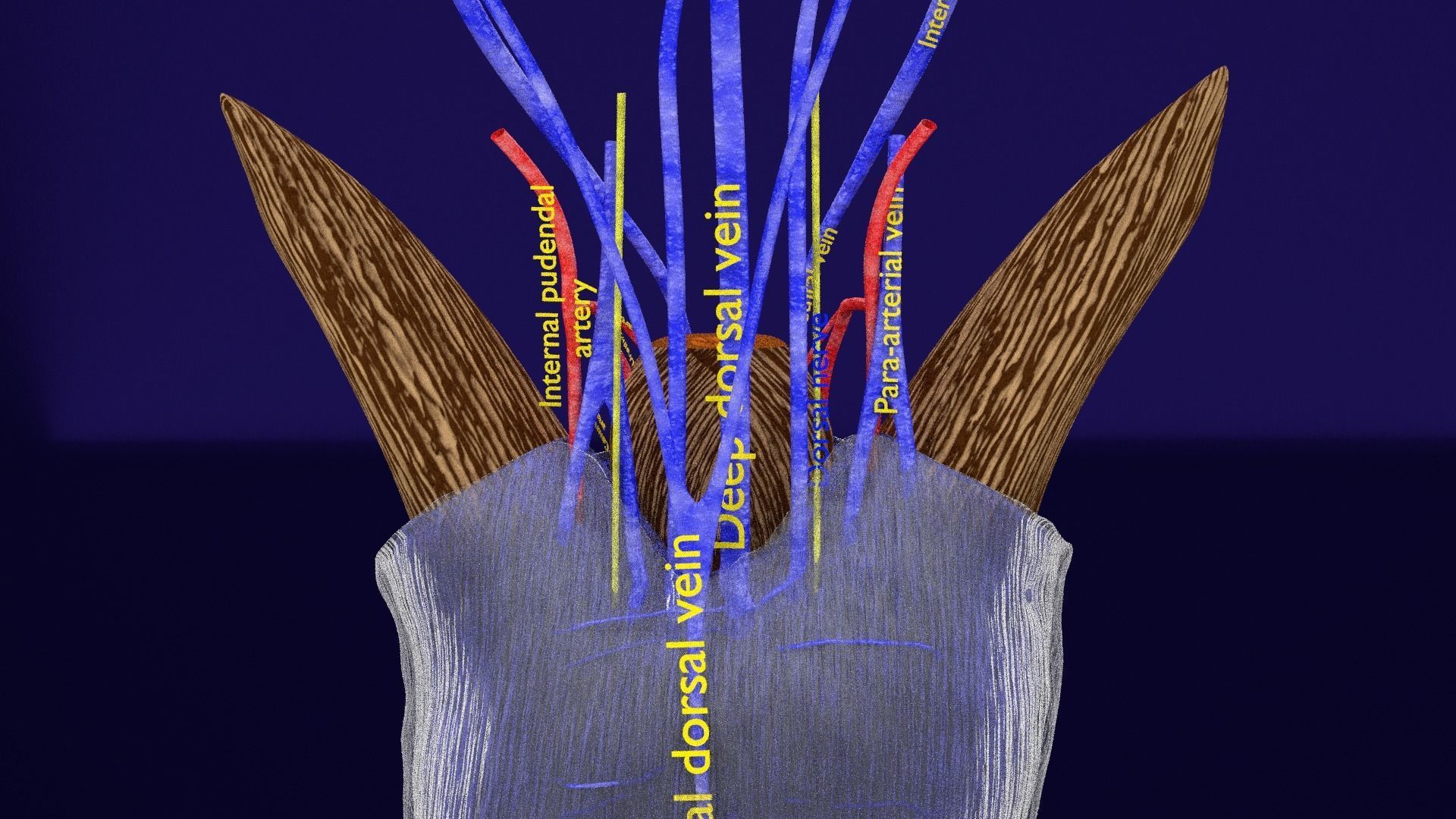 Penis complete anatomy histology layers cut section 3D model_22