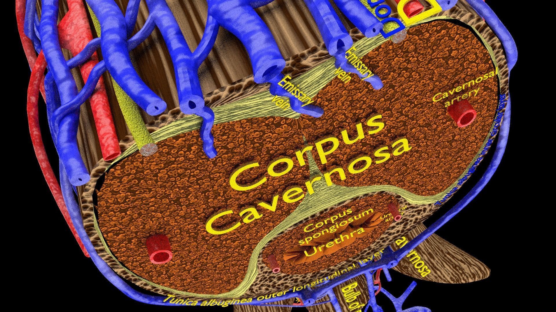 Penis complete anatomy histology layers cut section 3D model_14