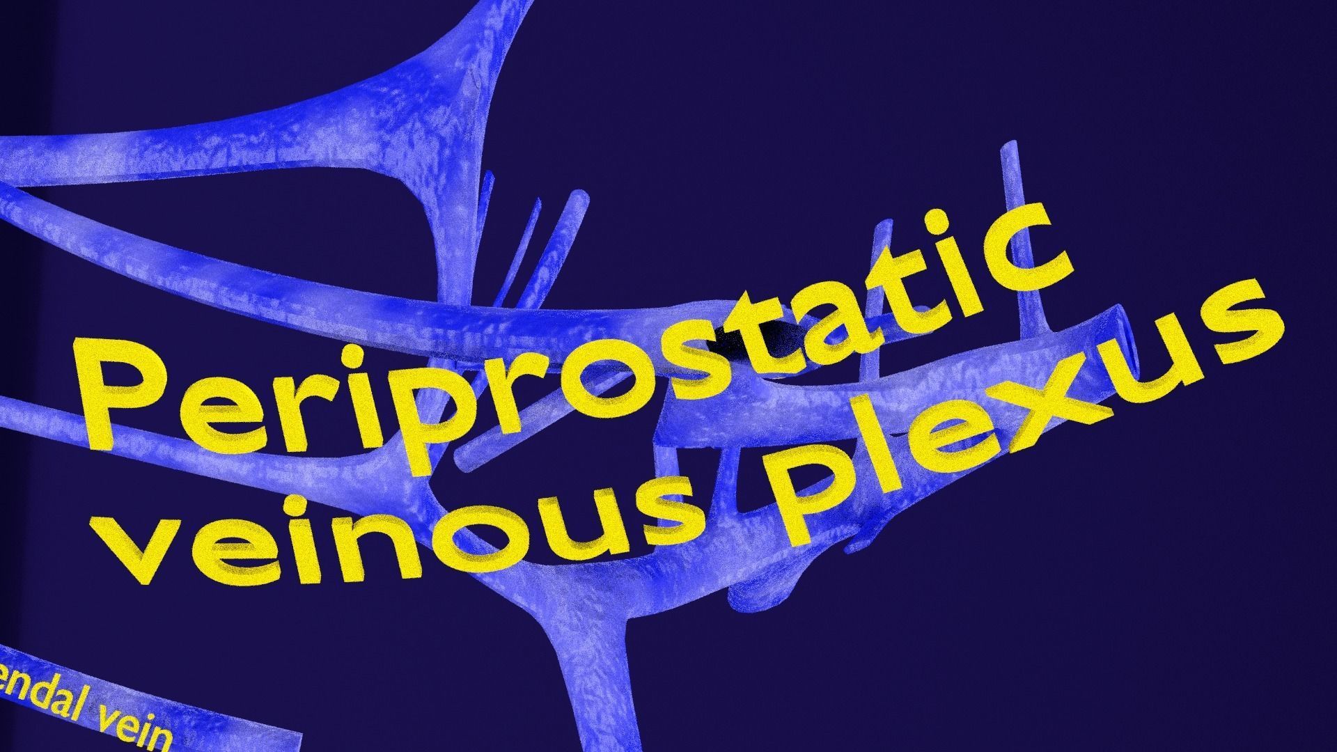 Penis complete anatomy histology layers cut section 3D model_16