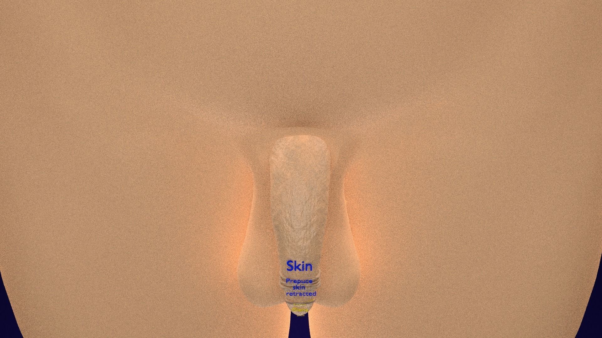 Penis complete anatomy histology layers cut section 3D model_30