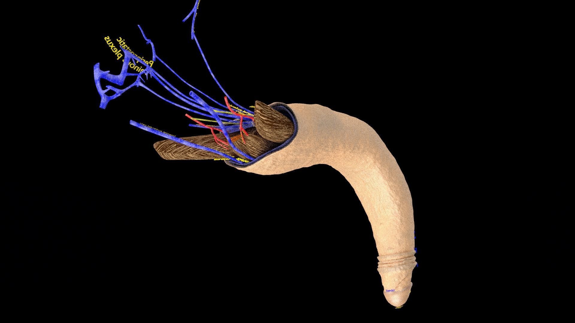 Penis complete anatomy histology layers cut section 3D model_6
