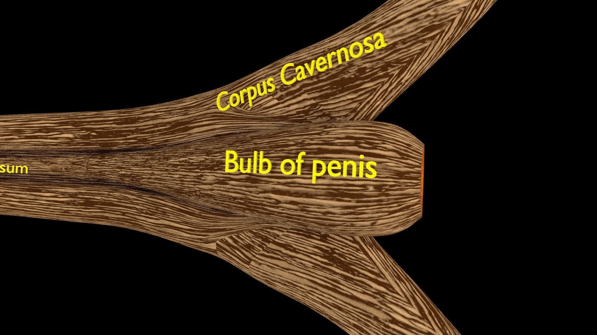 Penis complete anatomy histology layers cut section 3D model_24