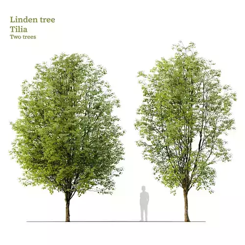 Linden tree 03 3D model