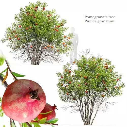 pomegranate tree