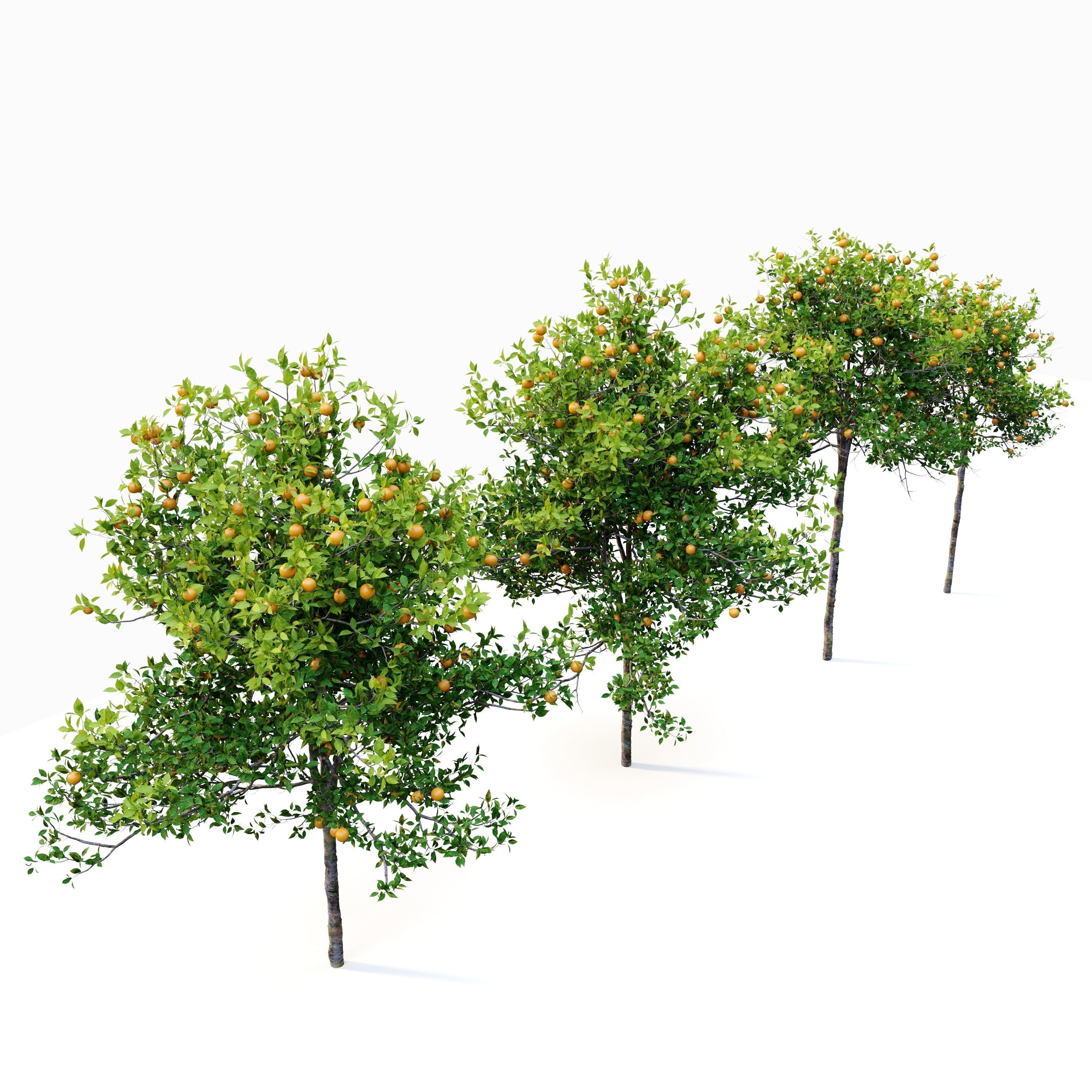 Orange tree 3D model_4