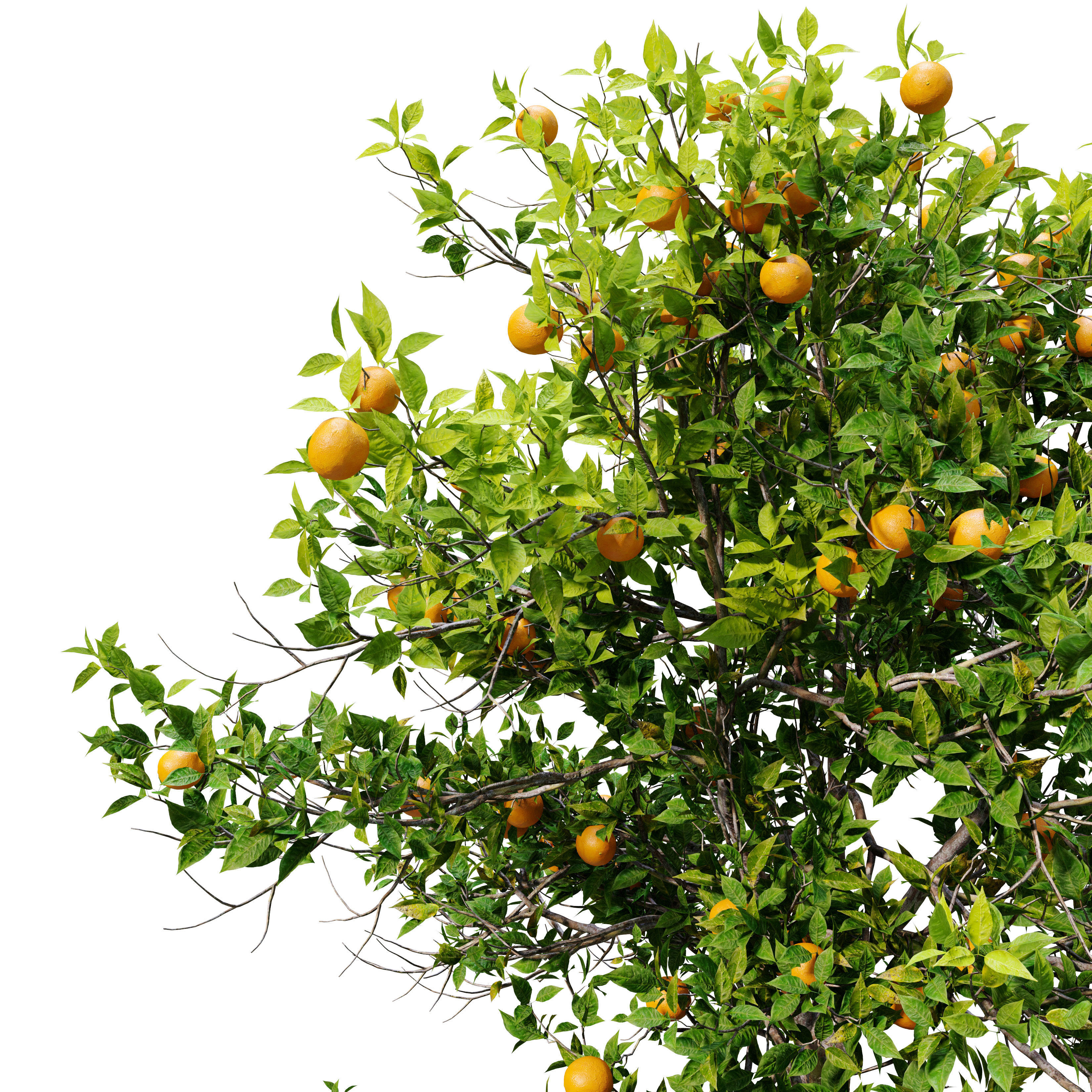 Orange tree 3D model_3