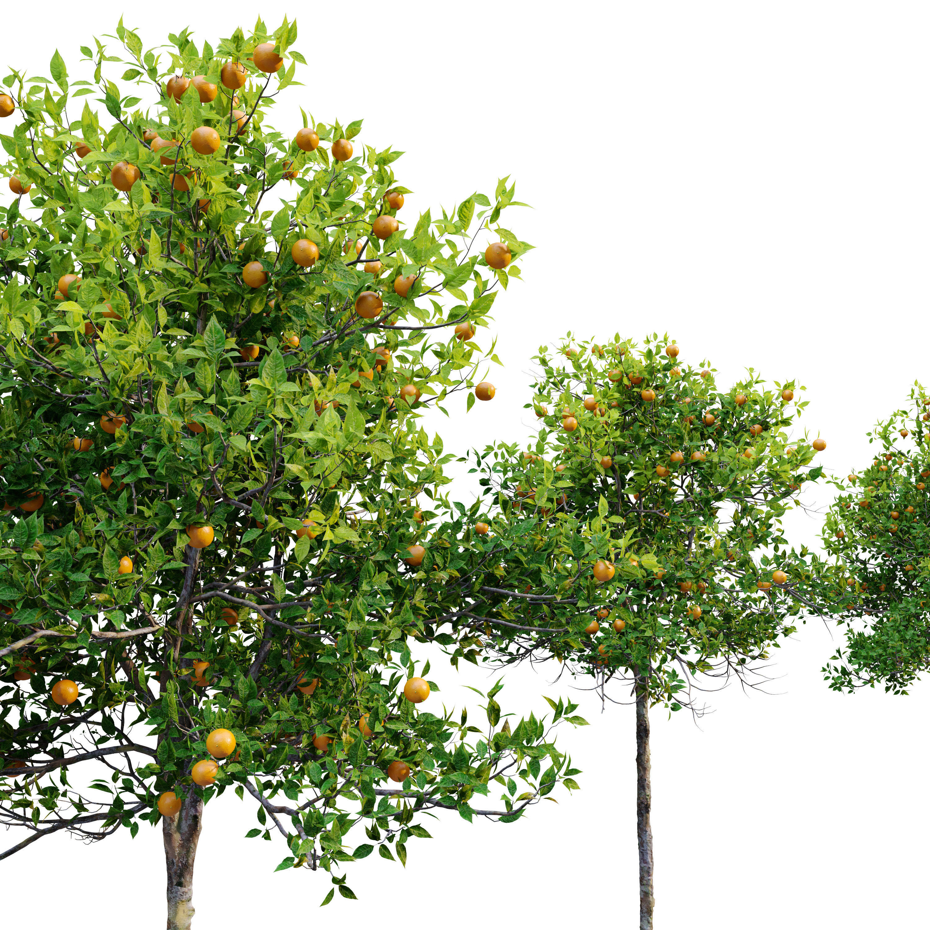 Orange tree 3D model_5