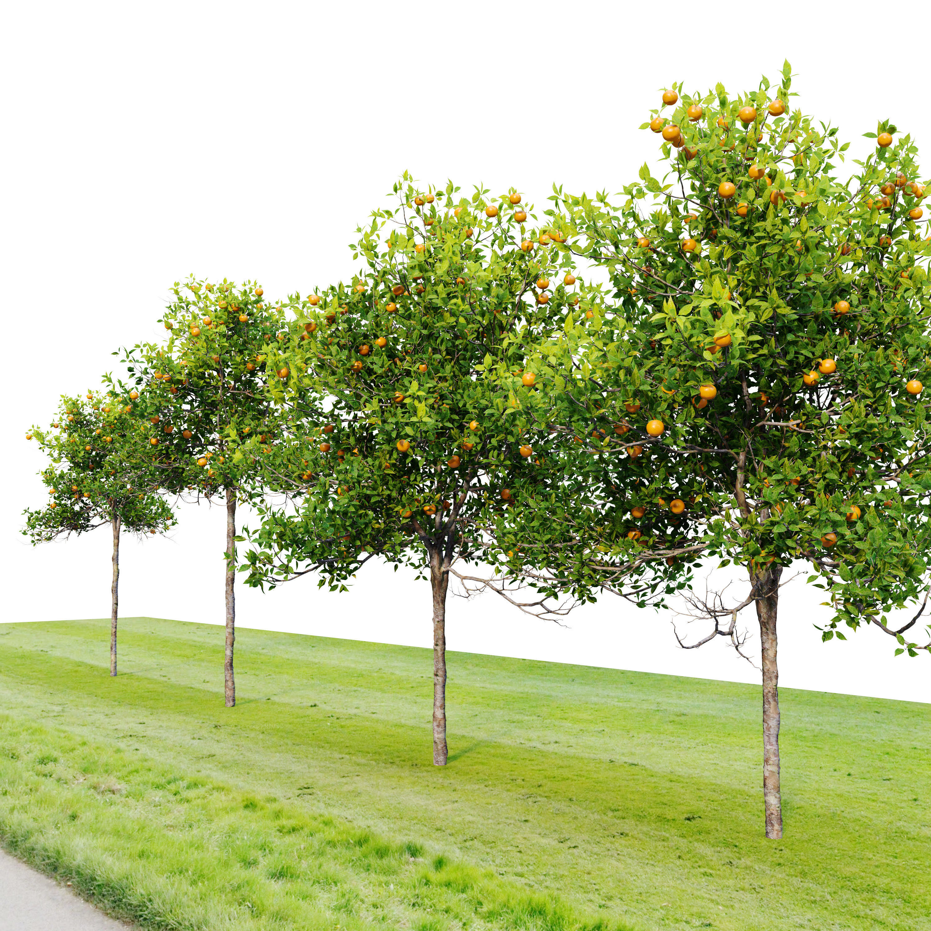 Orange tree 3D model_1