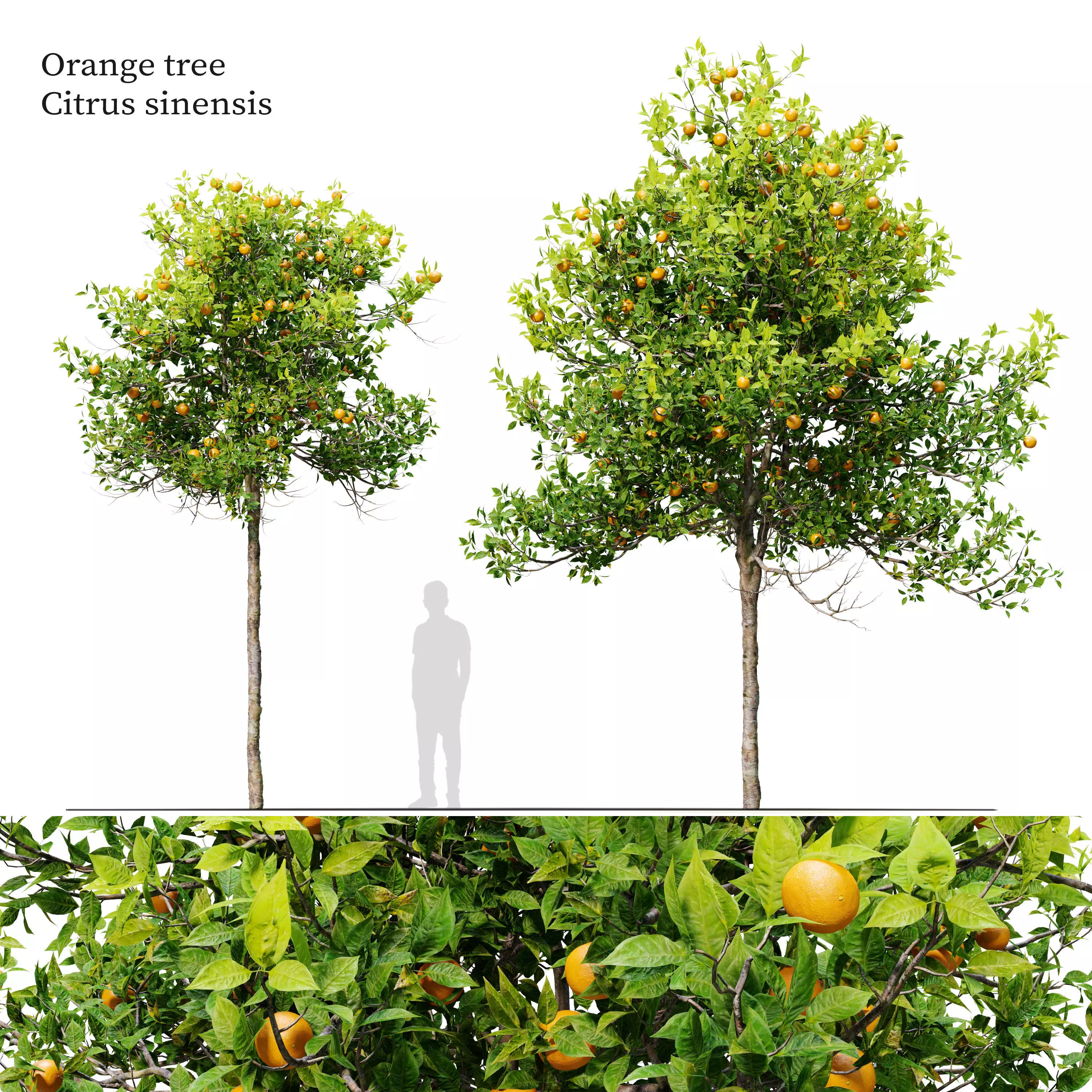 Orange tree 3D model_0