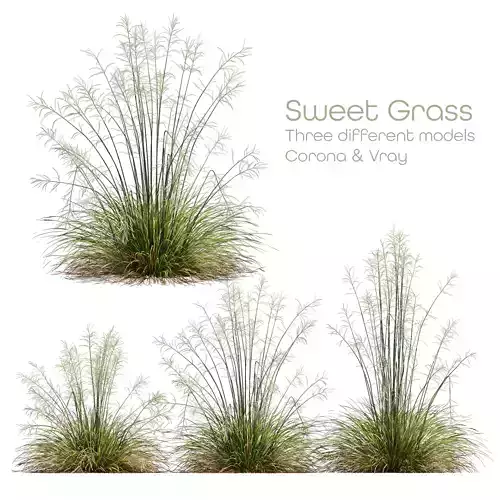 HQ Plants Stipa arundinacea Sweet Grass 3D model