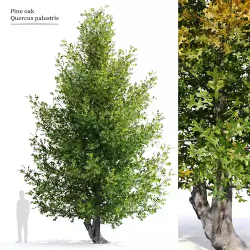 Pine oak tree 3D model