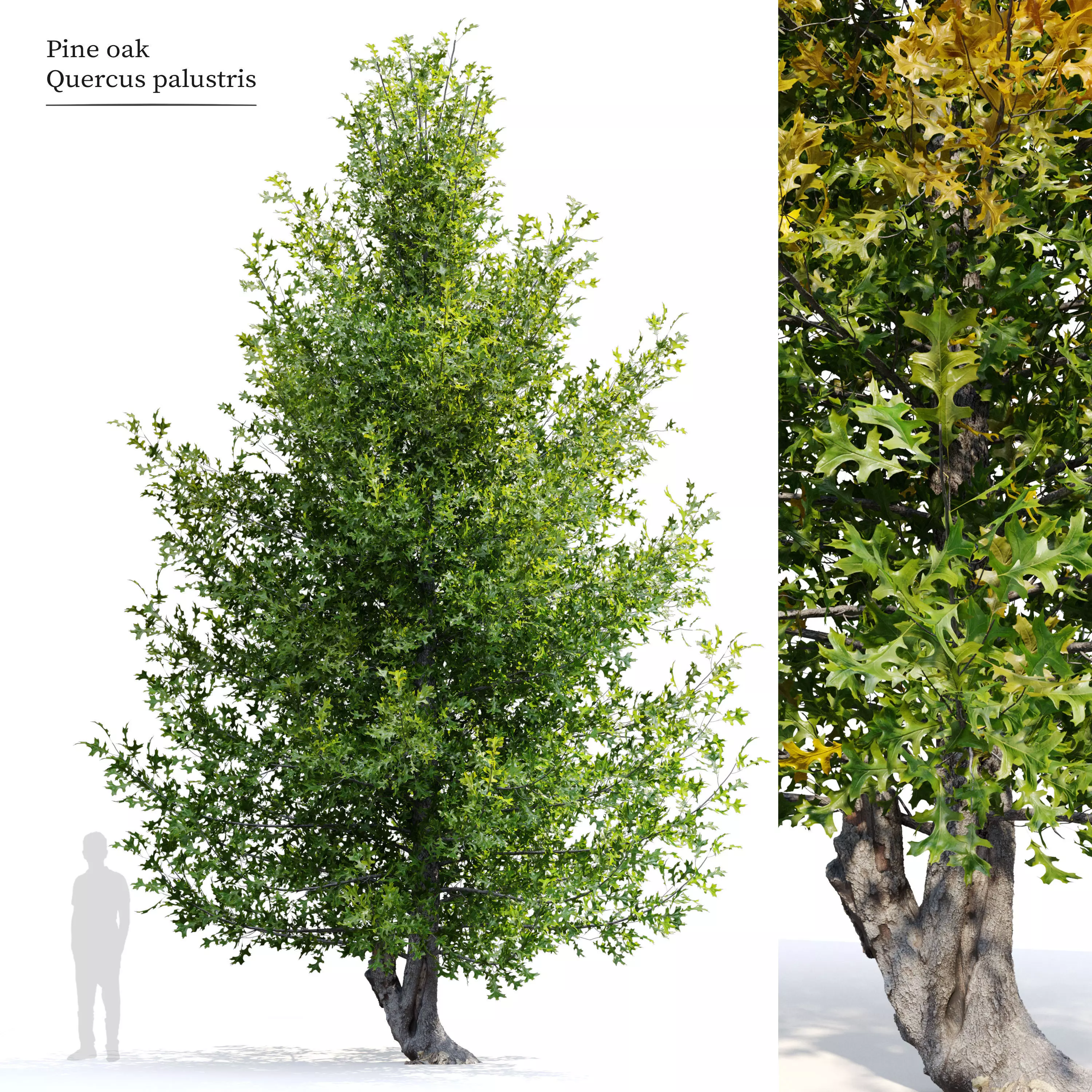 Pine oak tree 3D model_0