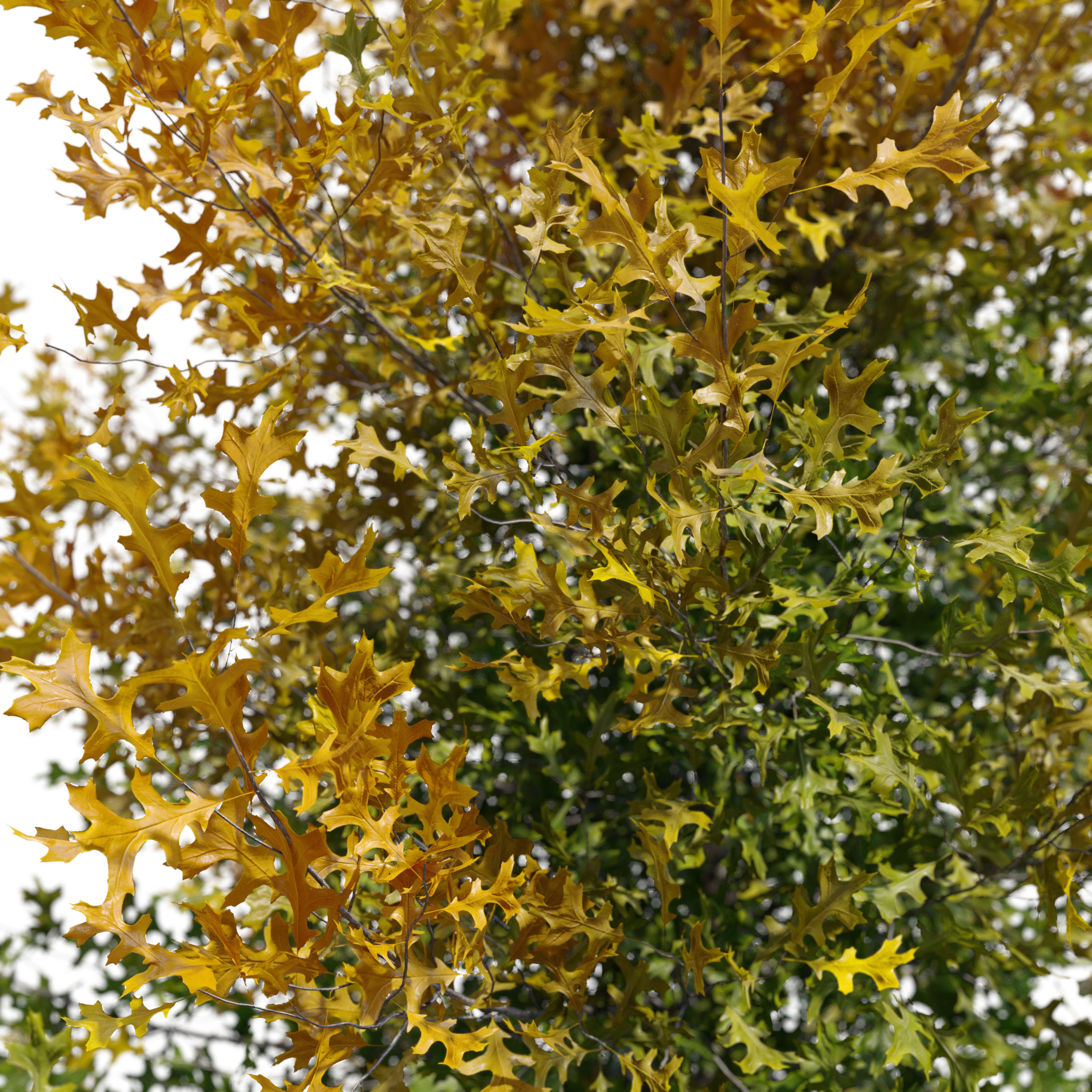 Pine And Oak:  Which Tree Is More Valuable? - cynqs1x