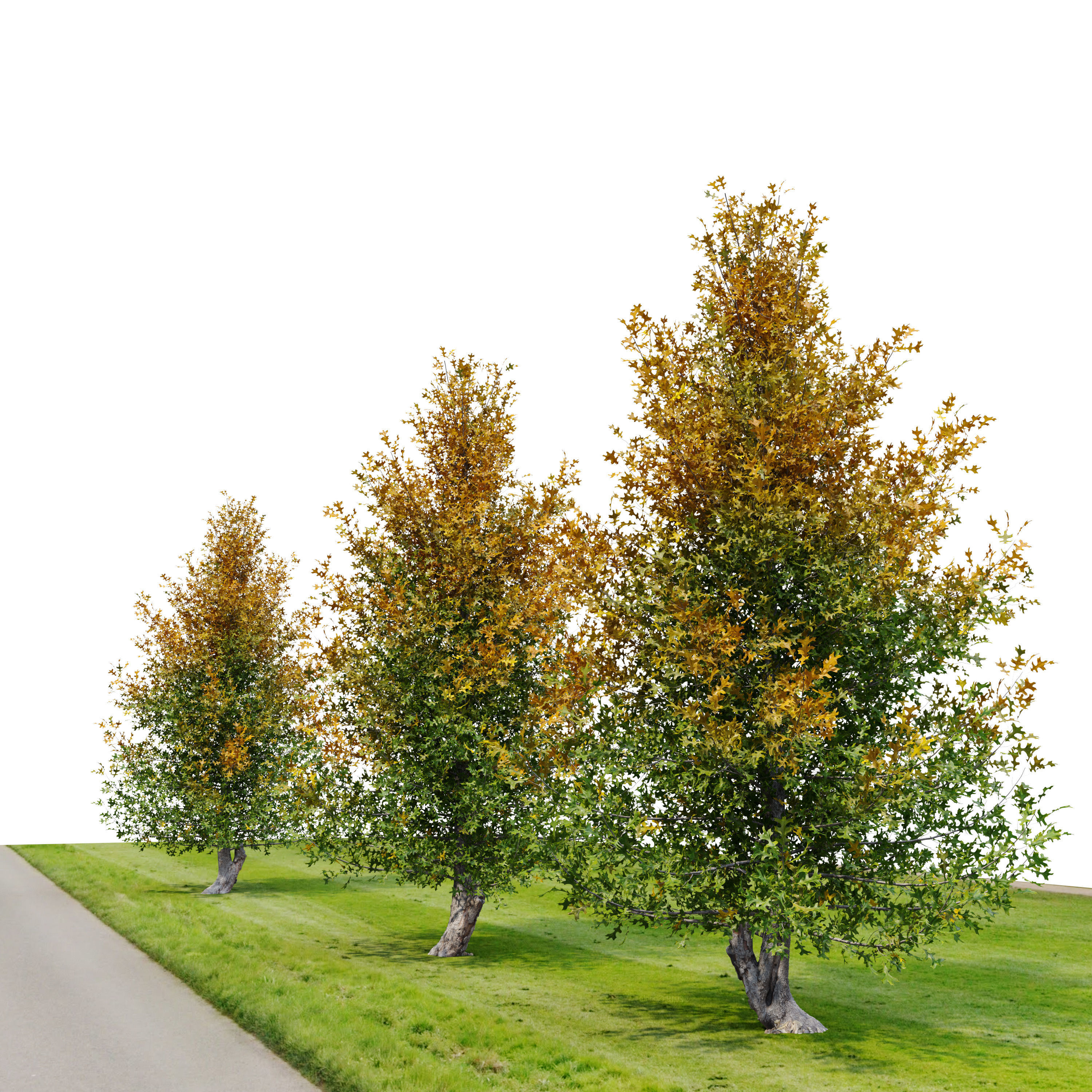 Pine oak tree 3D model_4